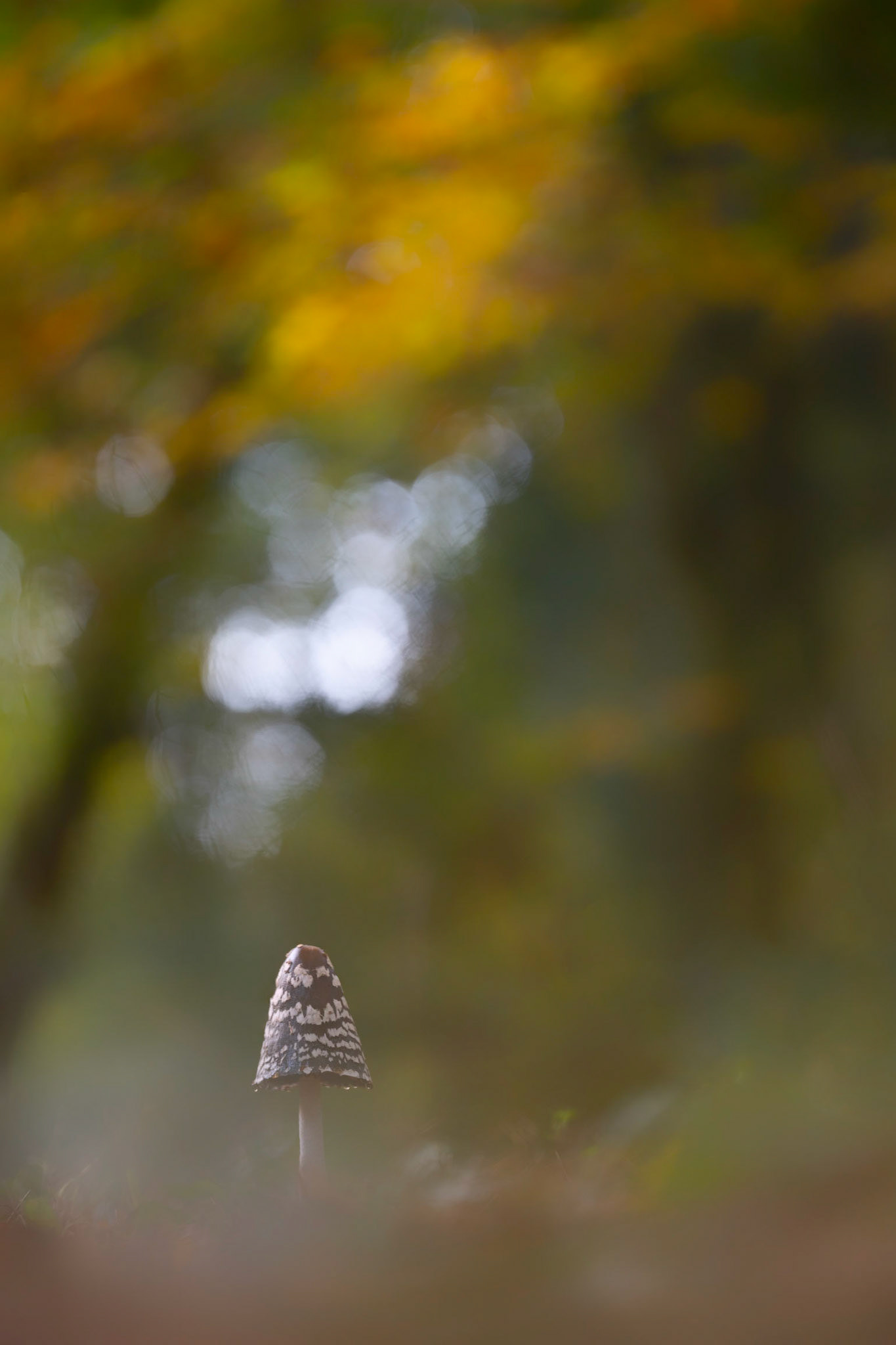 THE SOLITARY ONE | Magpie Inkcap | Ebernoe Common, West Sussex, England, UK