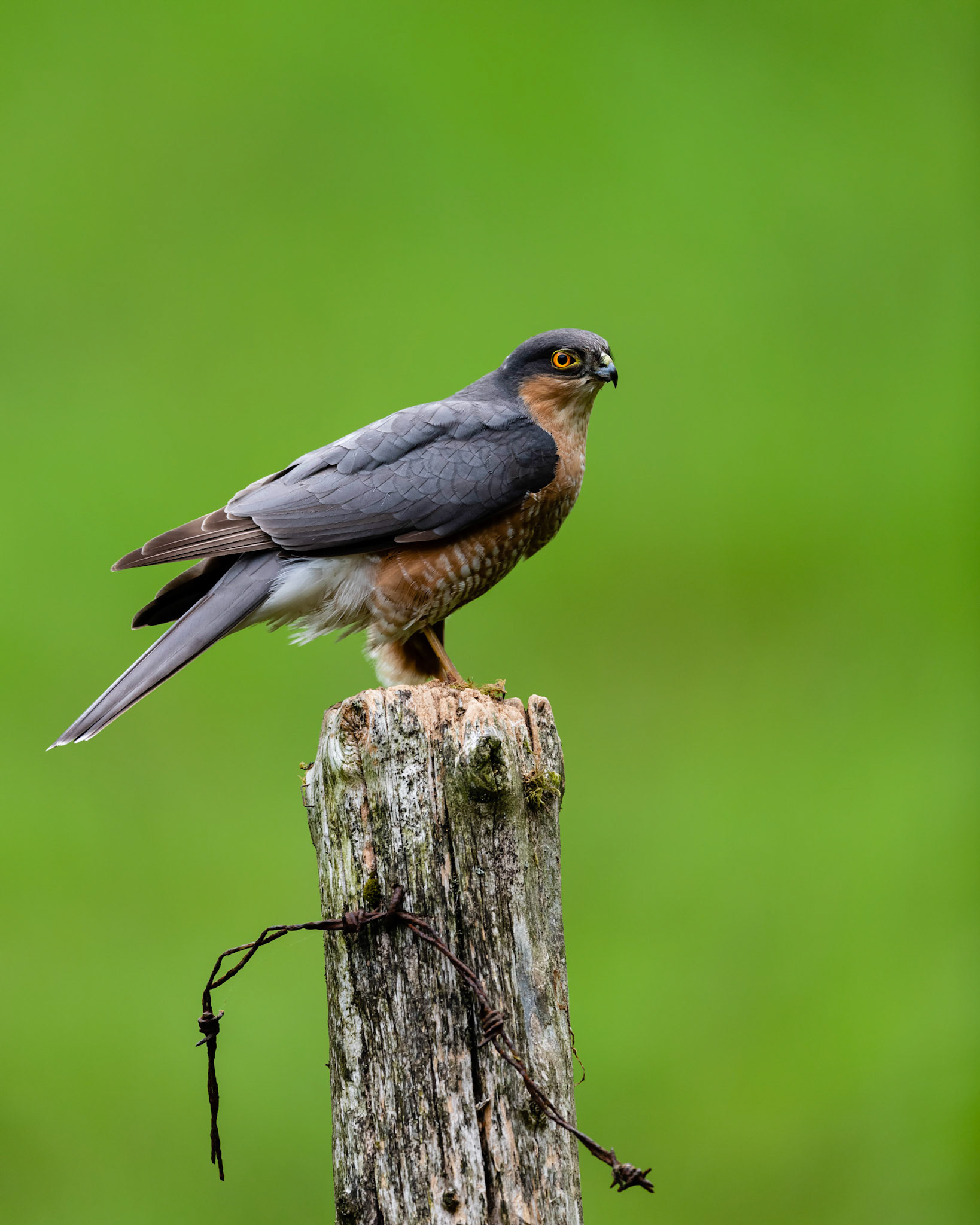 PIERCING | Sparrowhawk | Dumfries and Galloway, Scotland, UK