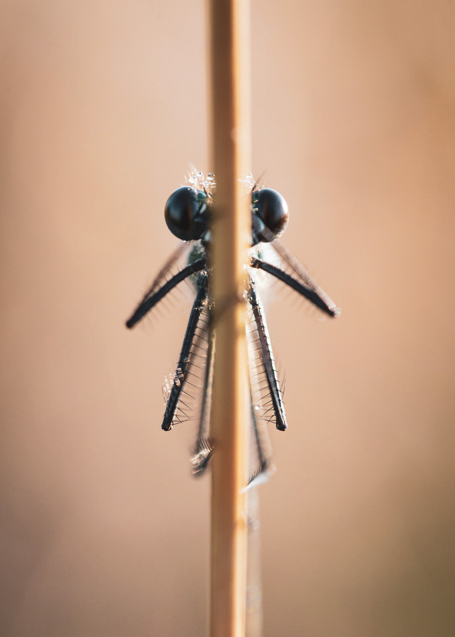 PEEK-A-BOO | Damselfly | West Sussex, England, UK