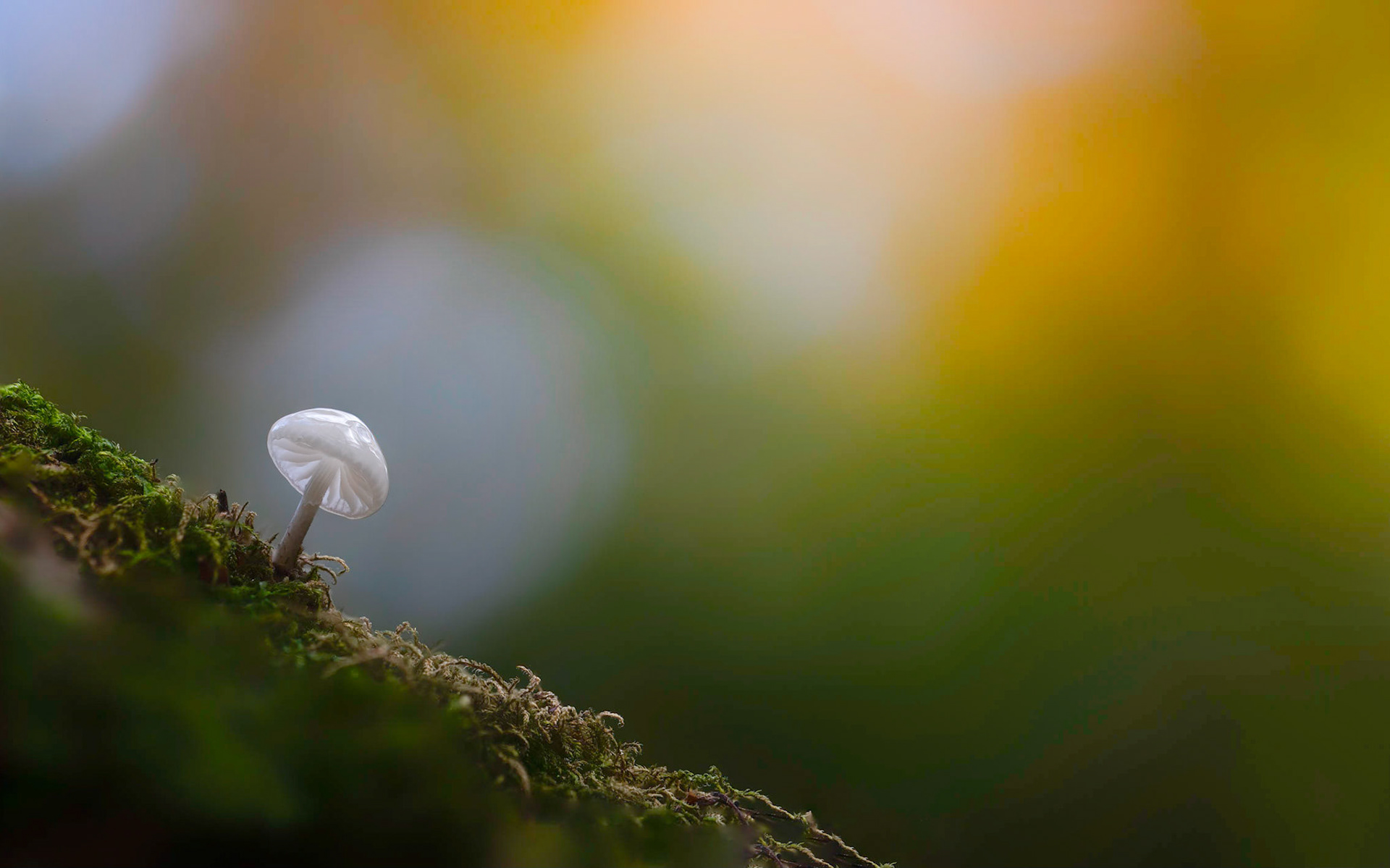 AUTUMN PEARLESCENCE I | Porcelain Fungus | Ebernoe Common, West Sussex, England, UK