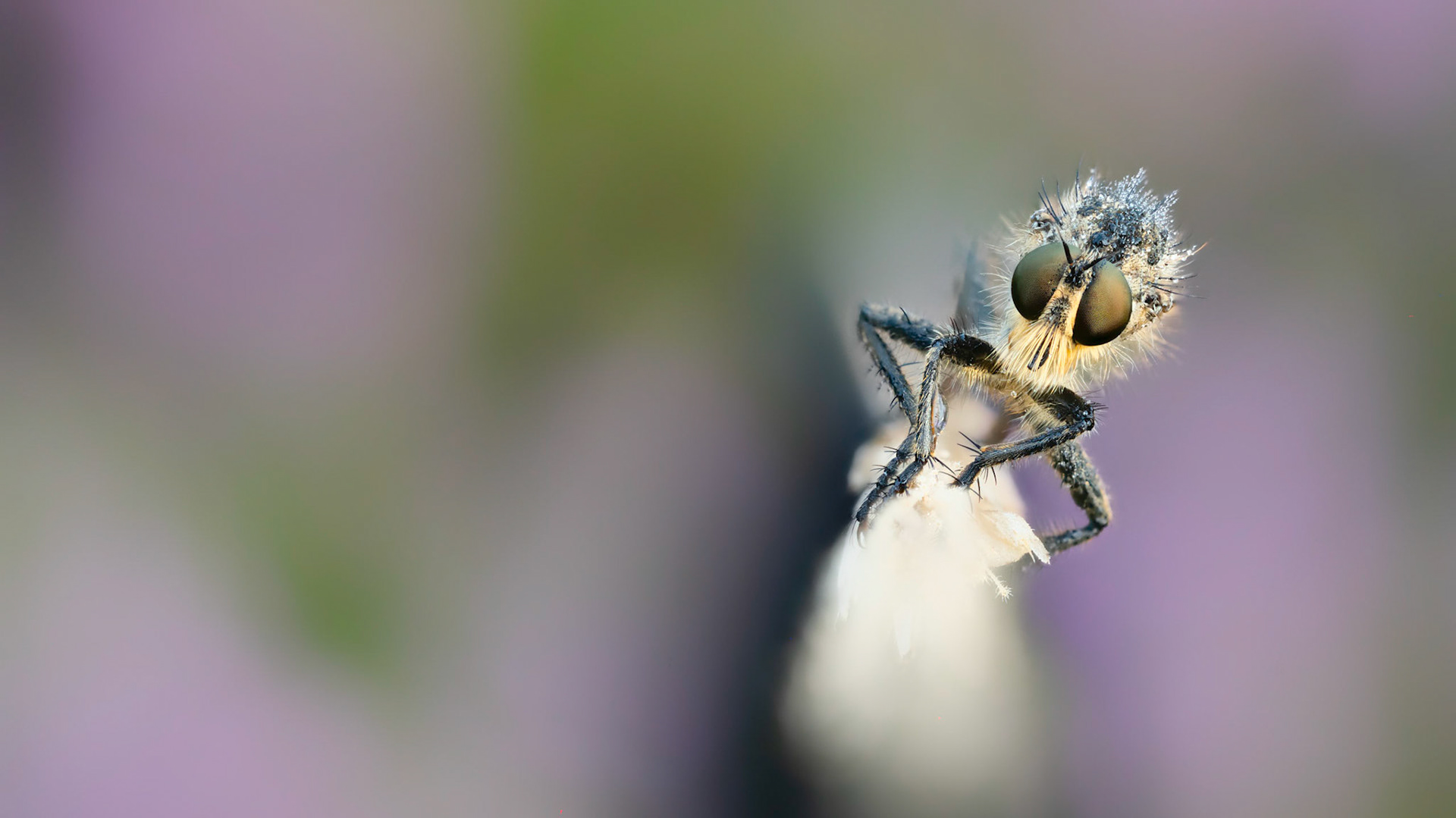 PURPLE HAZE | Robberfly | West Sussex, England, UK