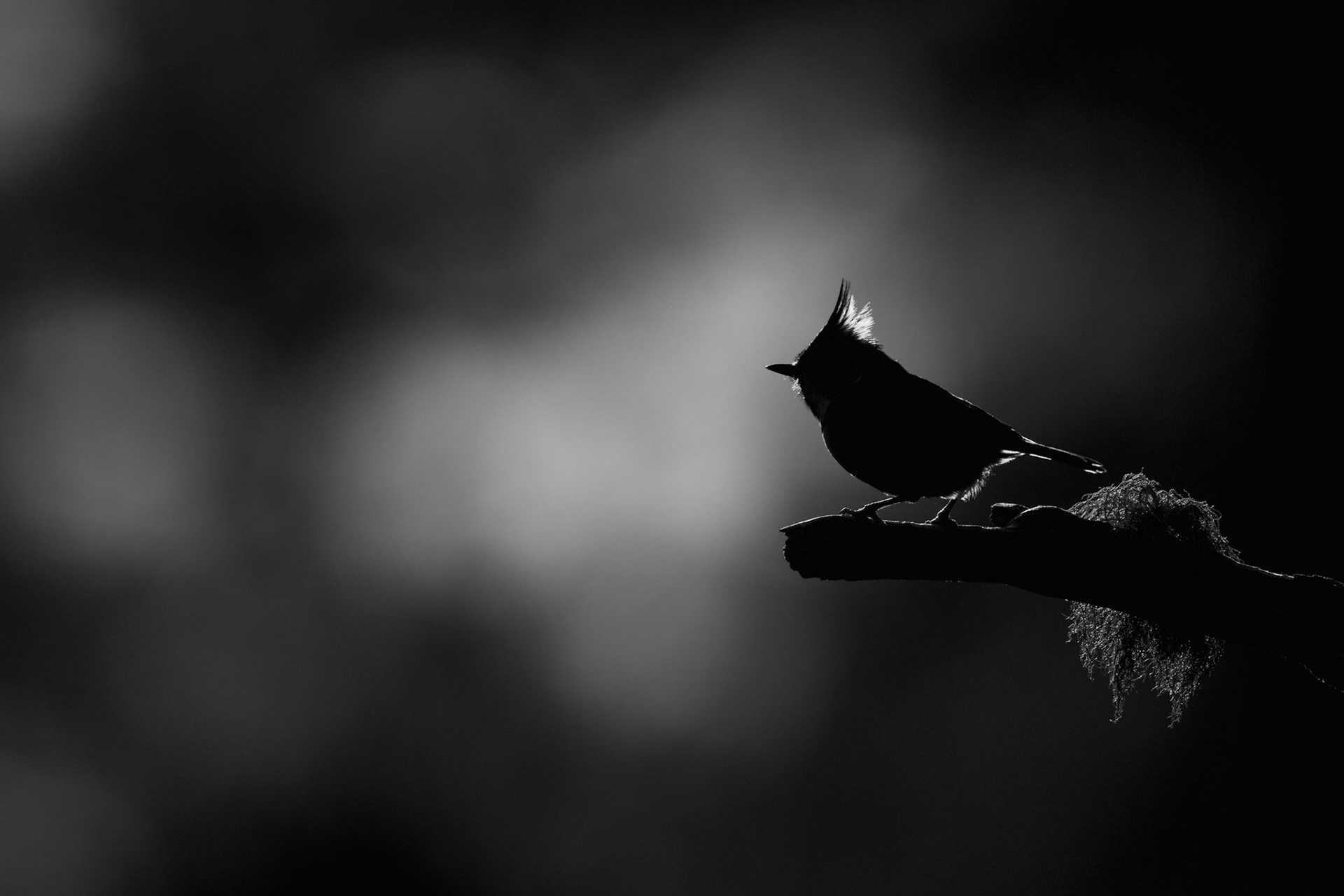 CREST | Crested Tit | Scotland, UK