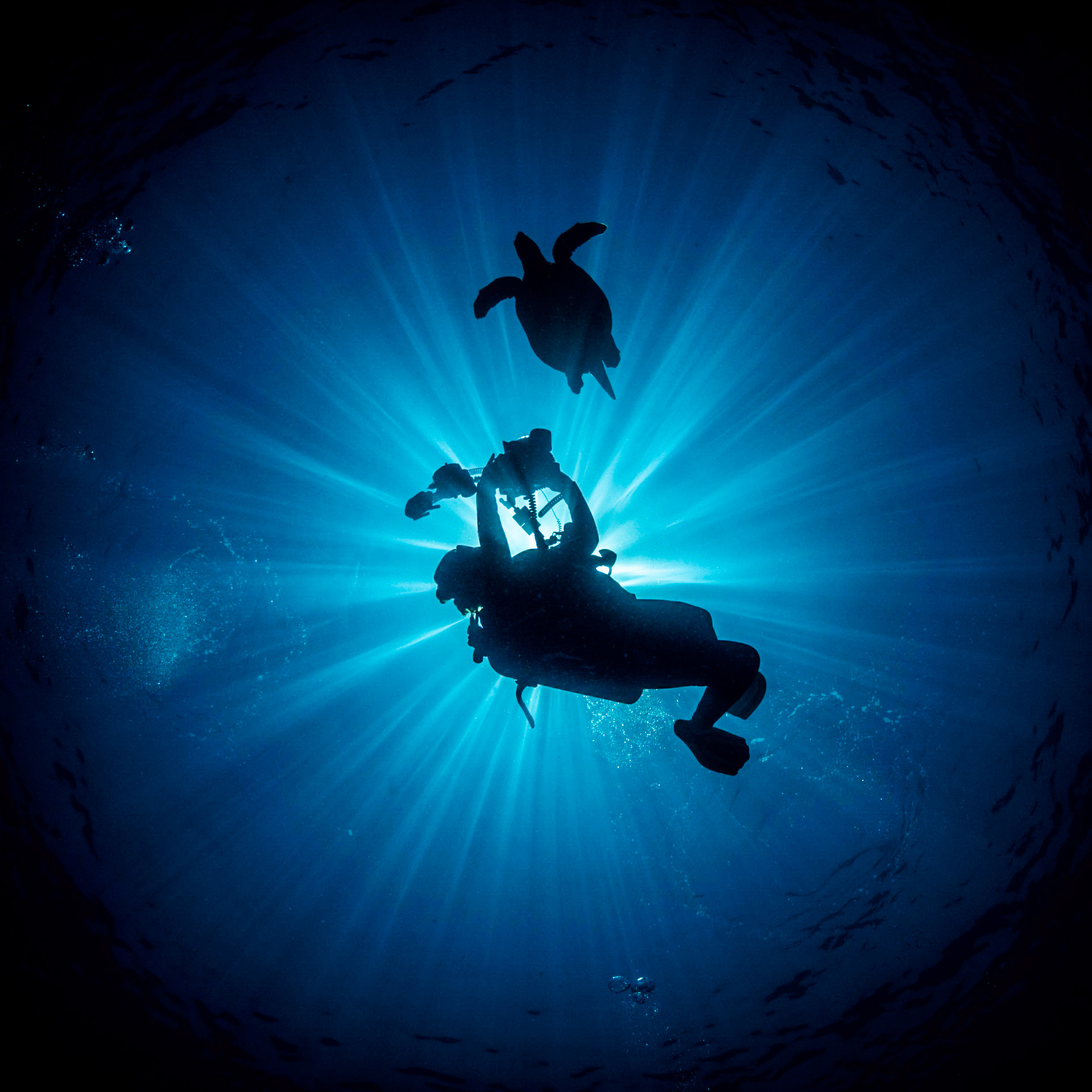 THE SHOT | Turtle | Red Sea, Egypt