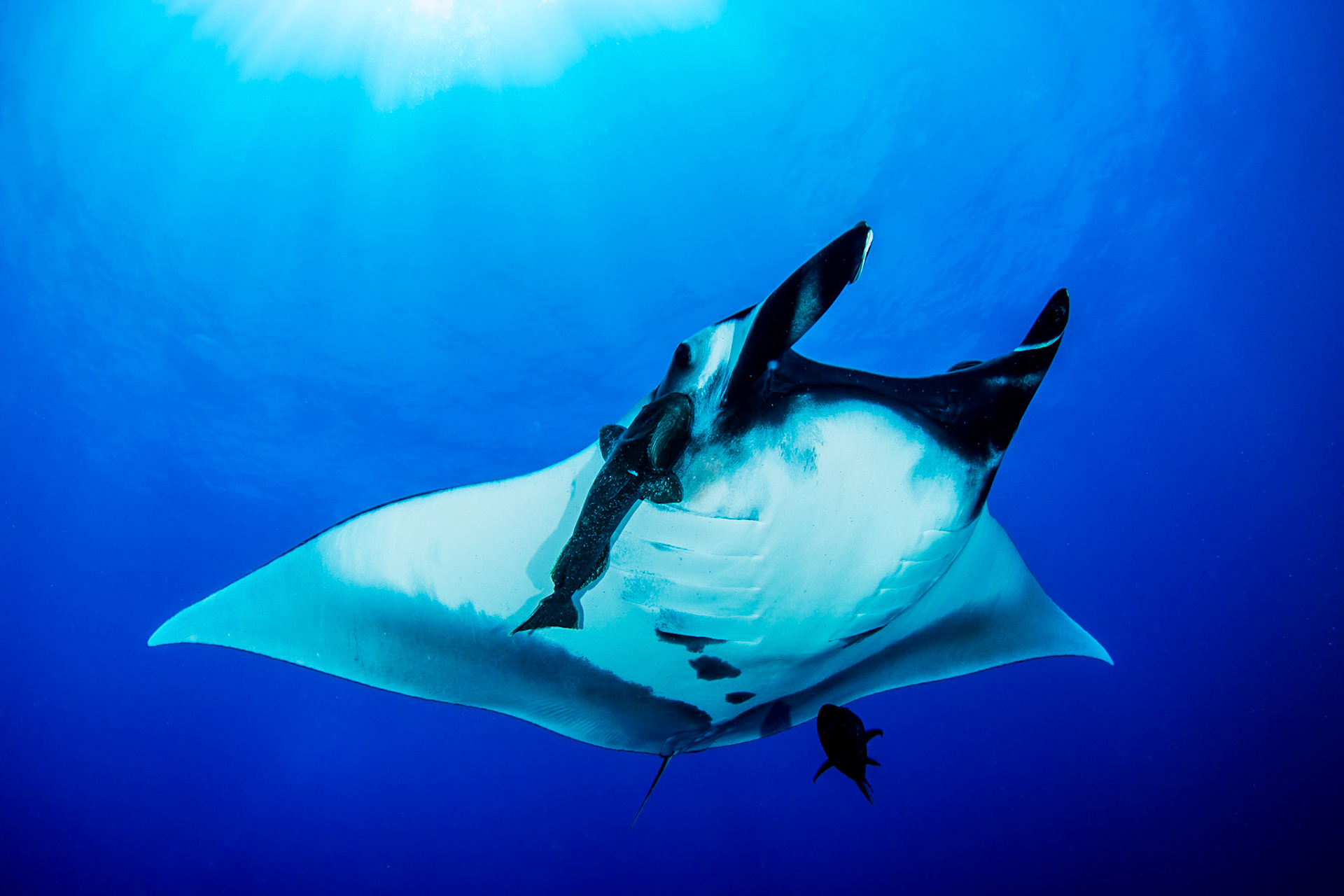 GIANT | Giant Manta | Socorro, Mexico