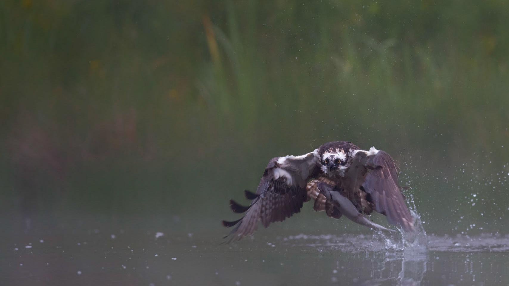 TROUT TROUBLE | Osprey | Cairngorms, Scotland, UK