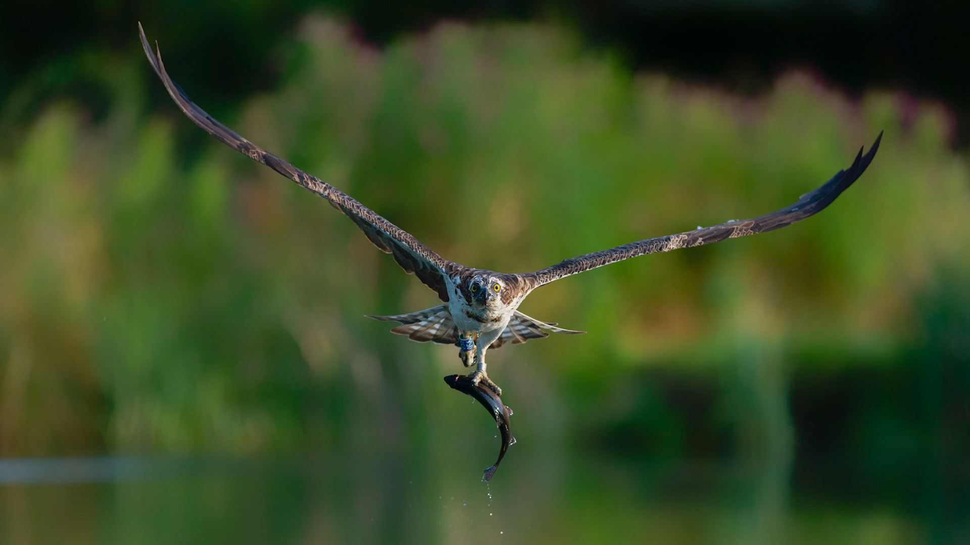 056 EYE CONTACT | Osprey | Lincolnshire, England, UK