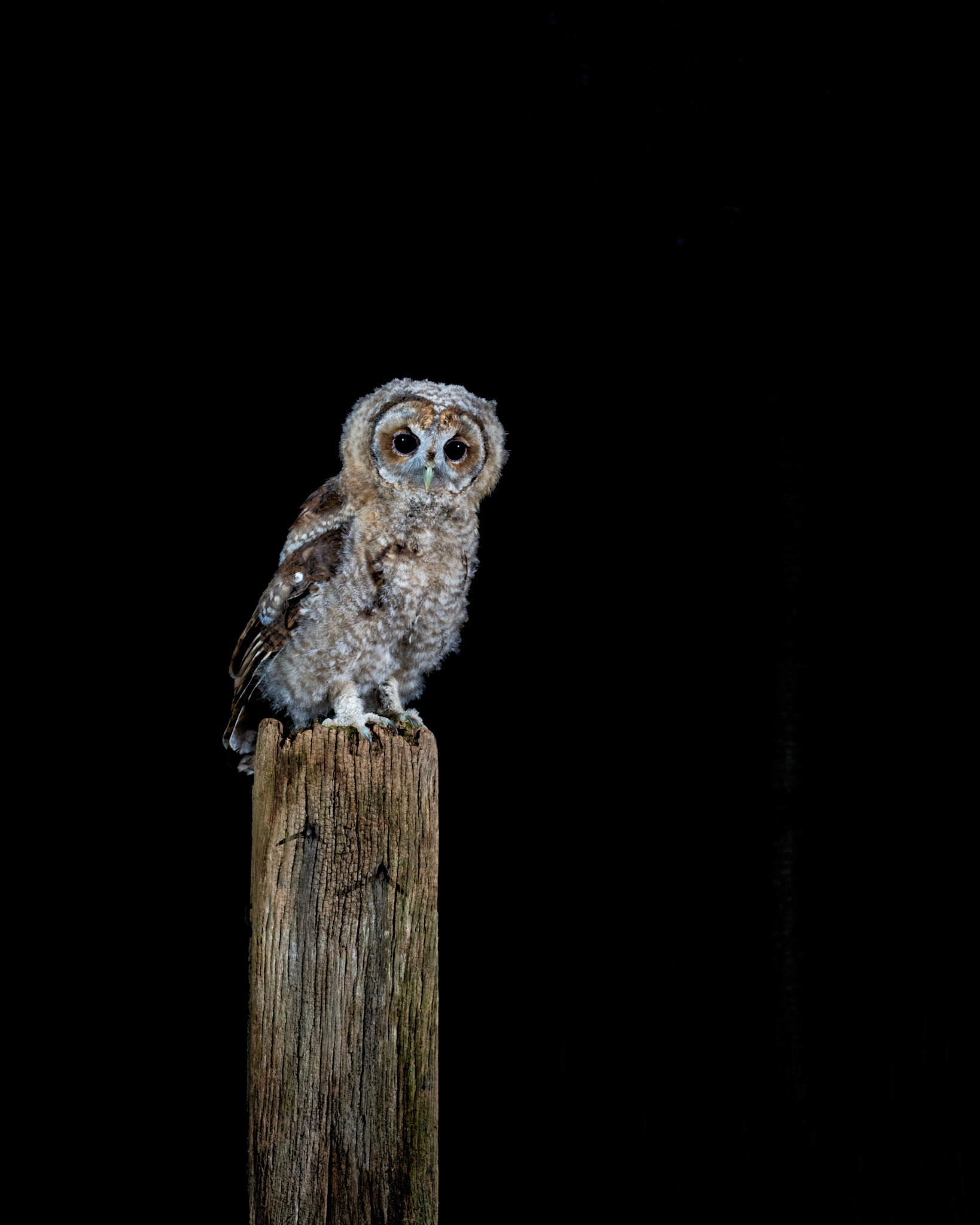 TINY TAWNY | Tawny Owl | West Sussex, England, UK