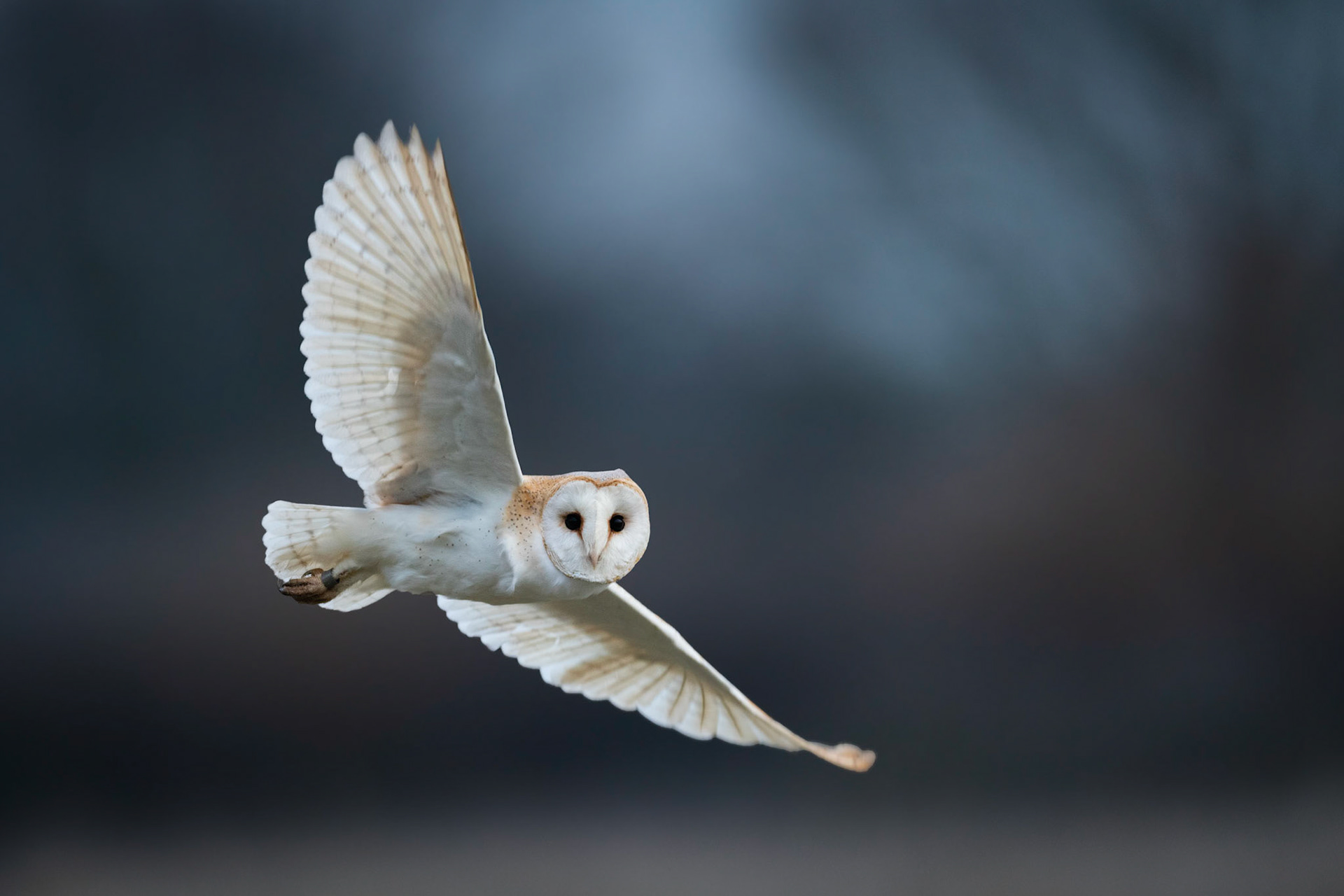 I SEE YOU | Barn Owl | West Sussex, England, UK