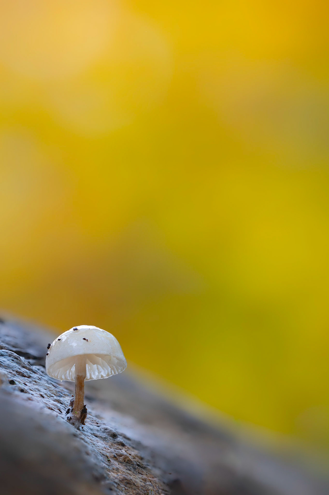 WOODLAND PEARL | Porcelain Fungus | Ebernoe Common, West Sussex, England, UK