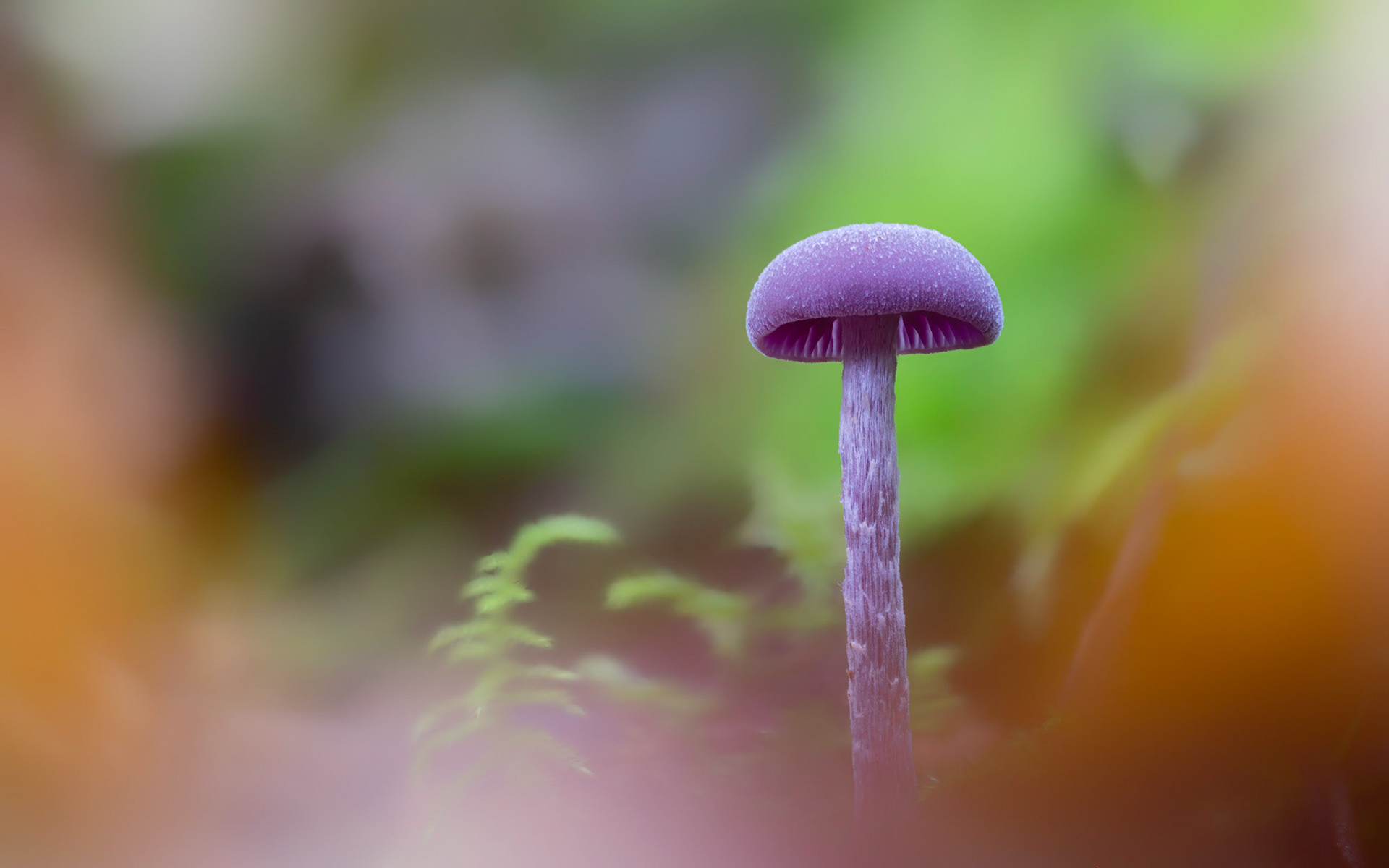 LITTLE PURPLE | Amethyst Deciever | Ebernoe Common, West Sussex, England, UK