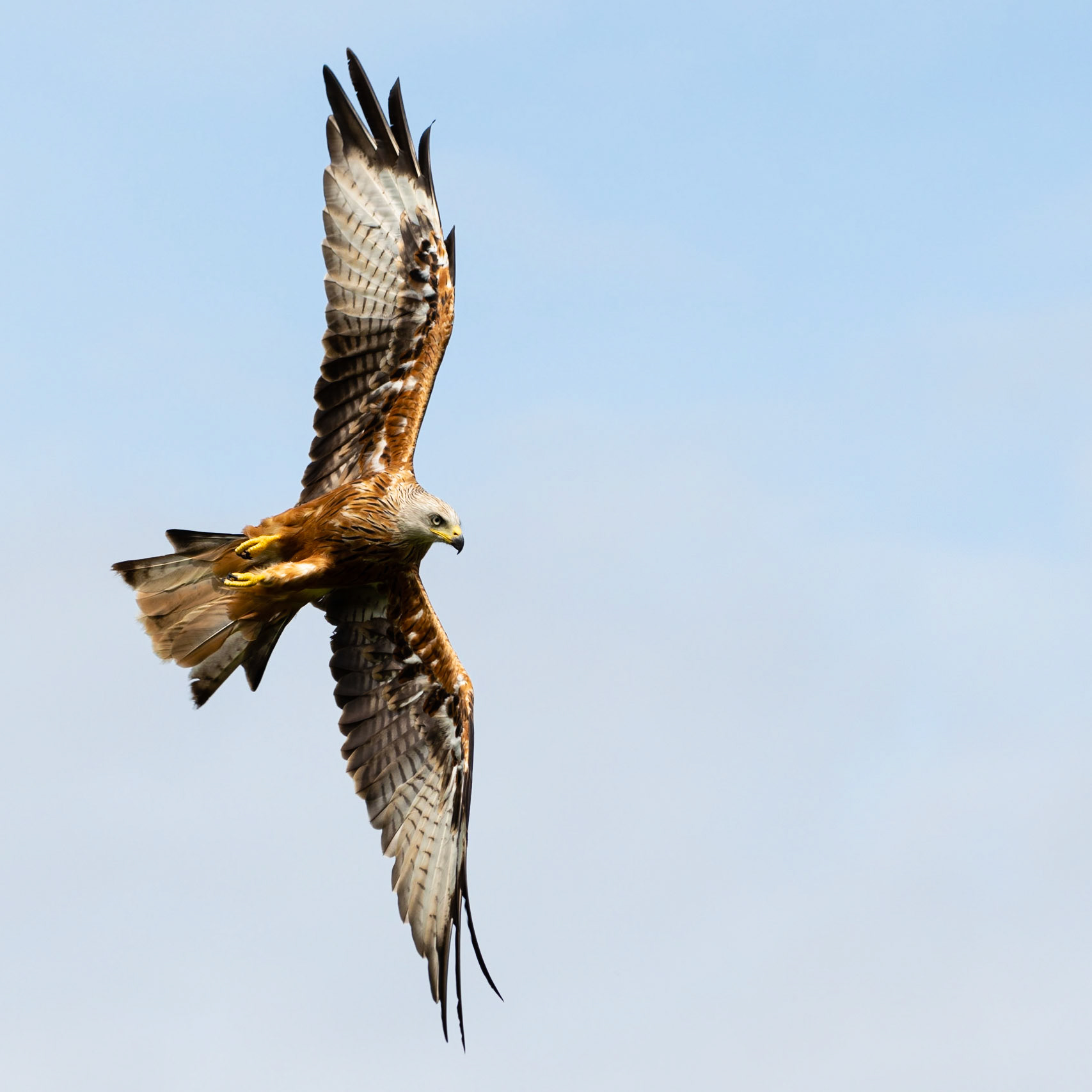 BANKING | Red Kite | Buckinghamshire, England, UK