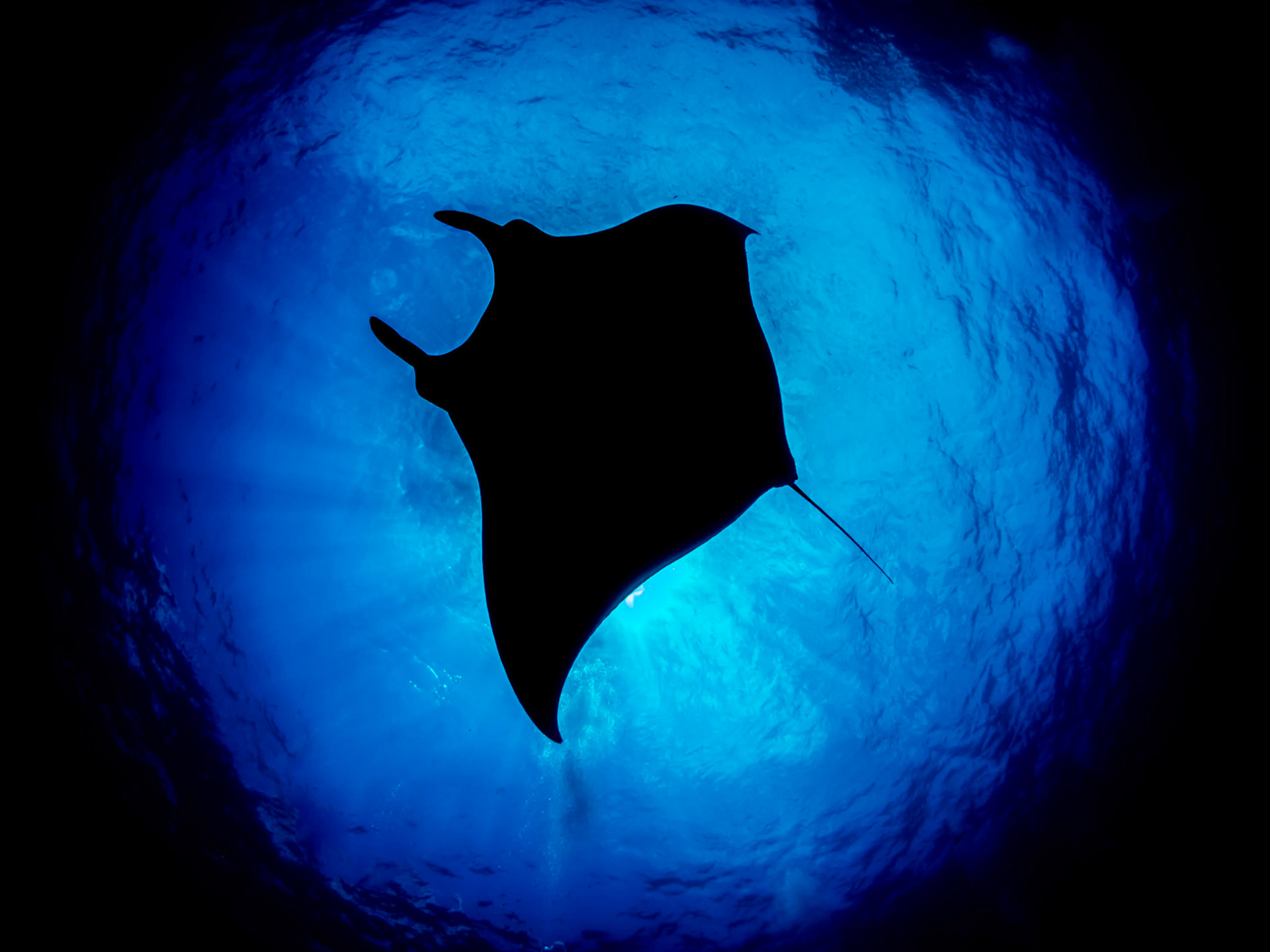 MANTA SILHOUETTE | Giant Manta | Socorro, Mexico