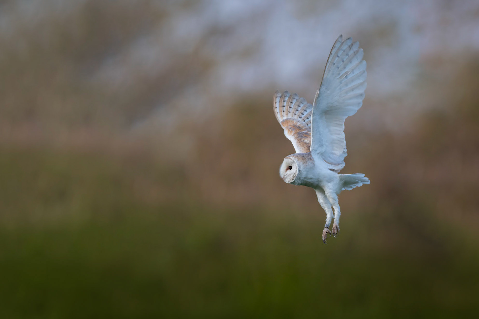 TAKE OFF | Barn Owl | West Sussex, England, UK