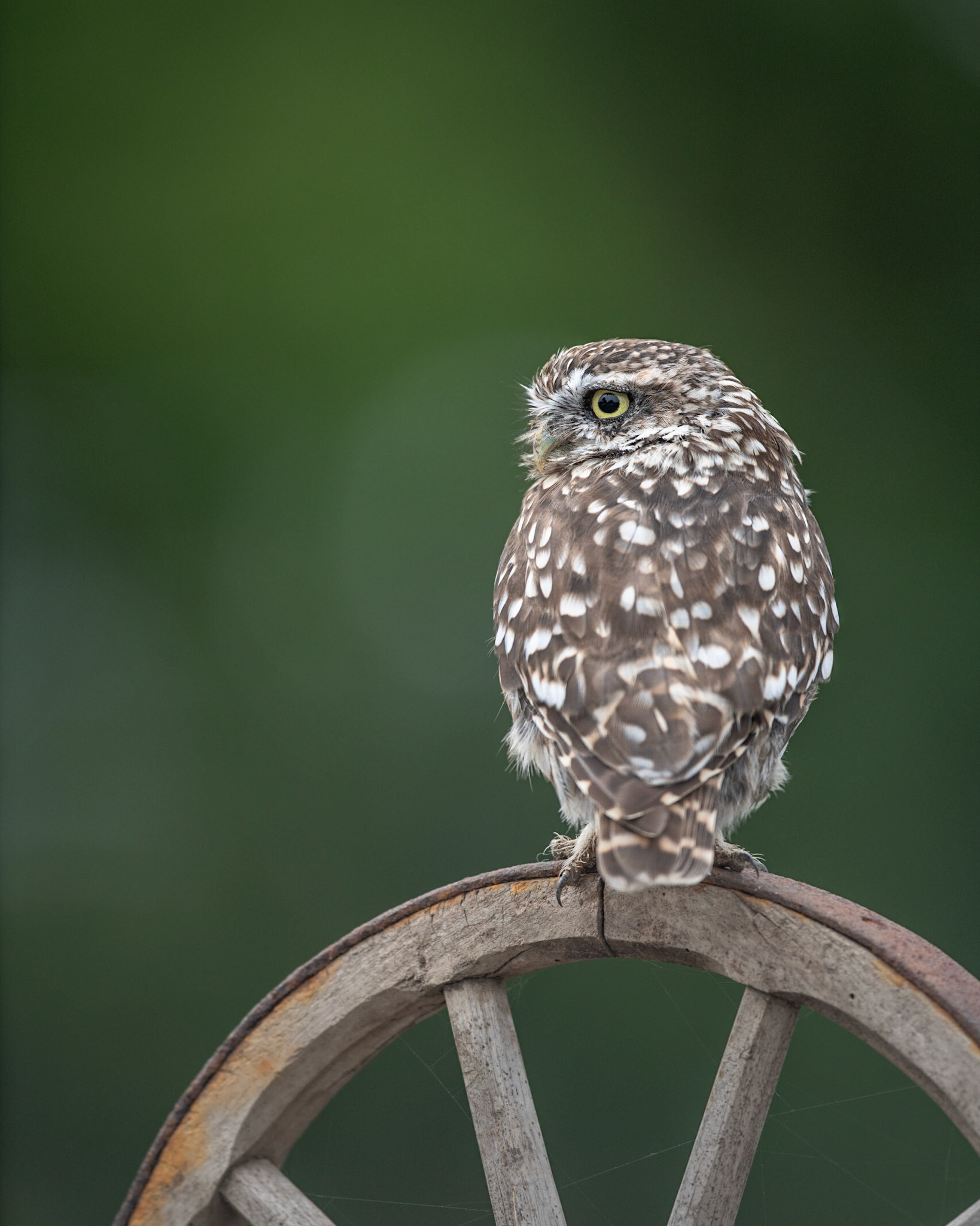 LITTLE | Little Owl | Worcestershire, England, UK
