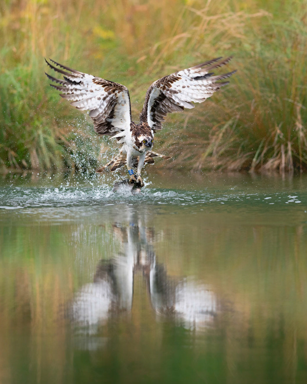 RAPTOR REFLECTION | Osprey | Lincolnshire, England, UK