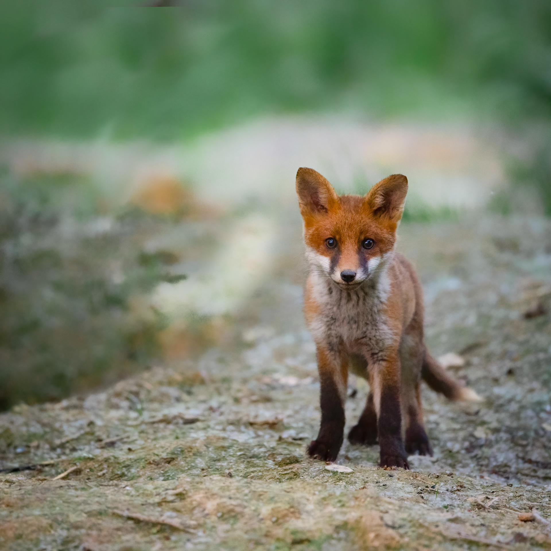 NEXT GENERATION | Fox | West Sussex, England, UK
