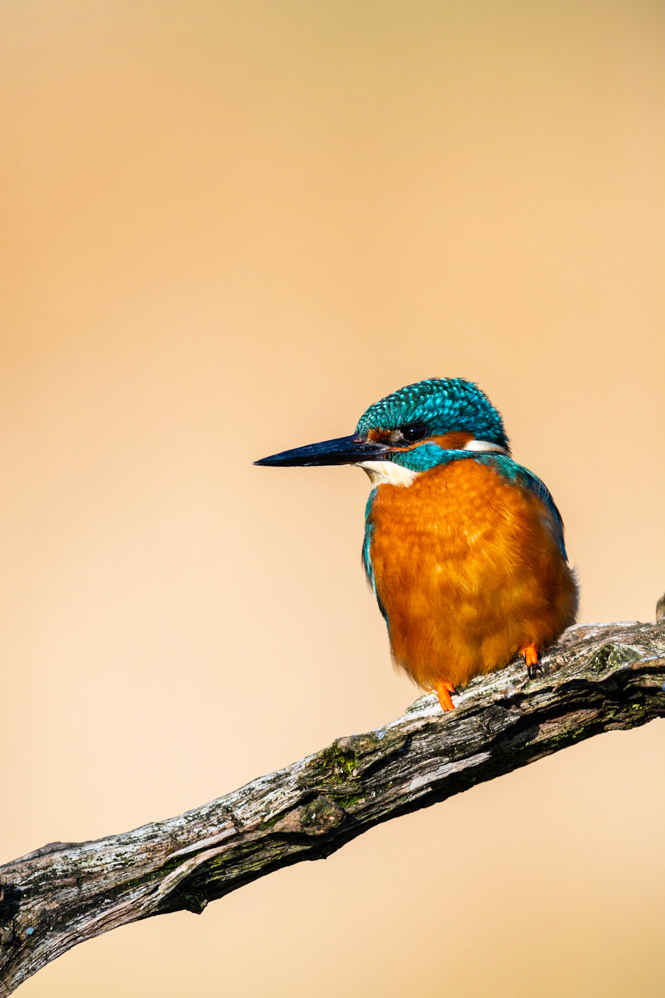 BATHING | Kingfisher | Lincolnshire, England, UK