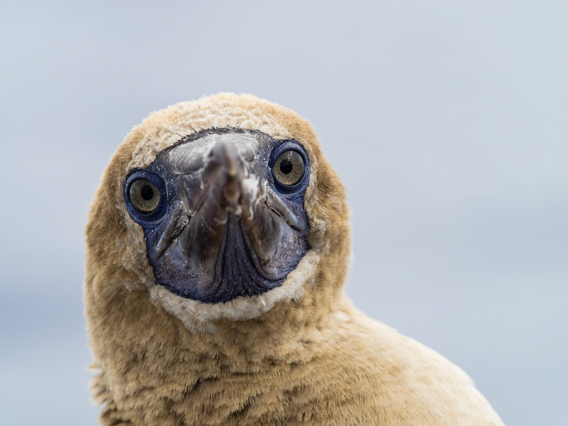BOOBY STARE | Booby | Socorro, Mexico