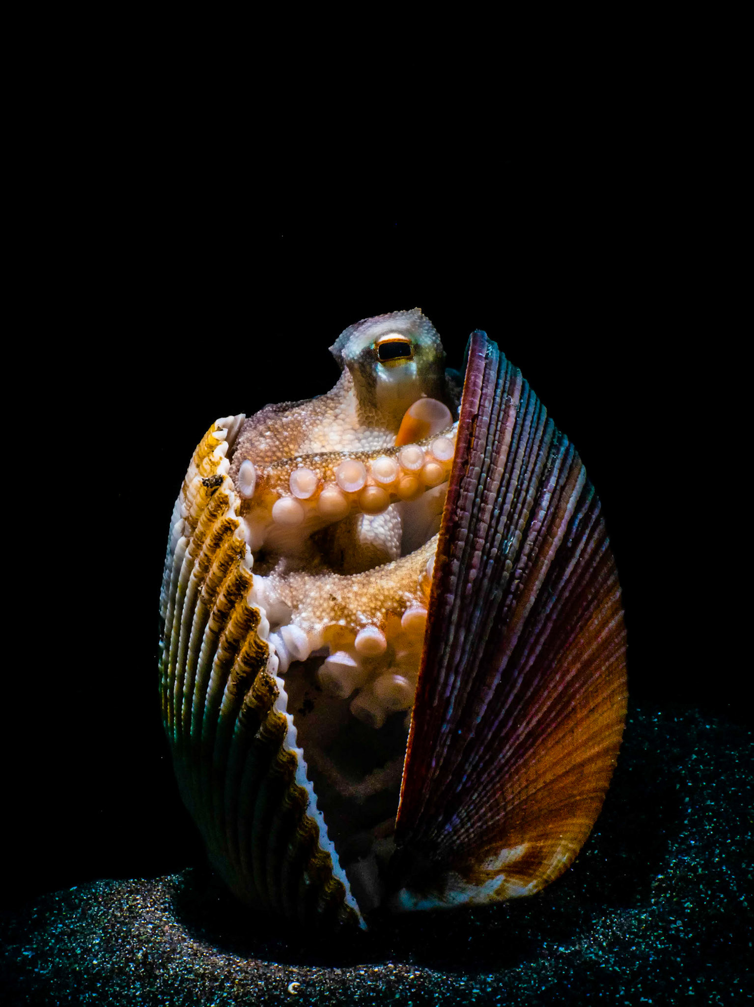 HIDEAWAY I | Coconut Octopus | Lembeh, Indonesia