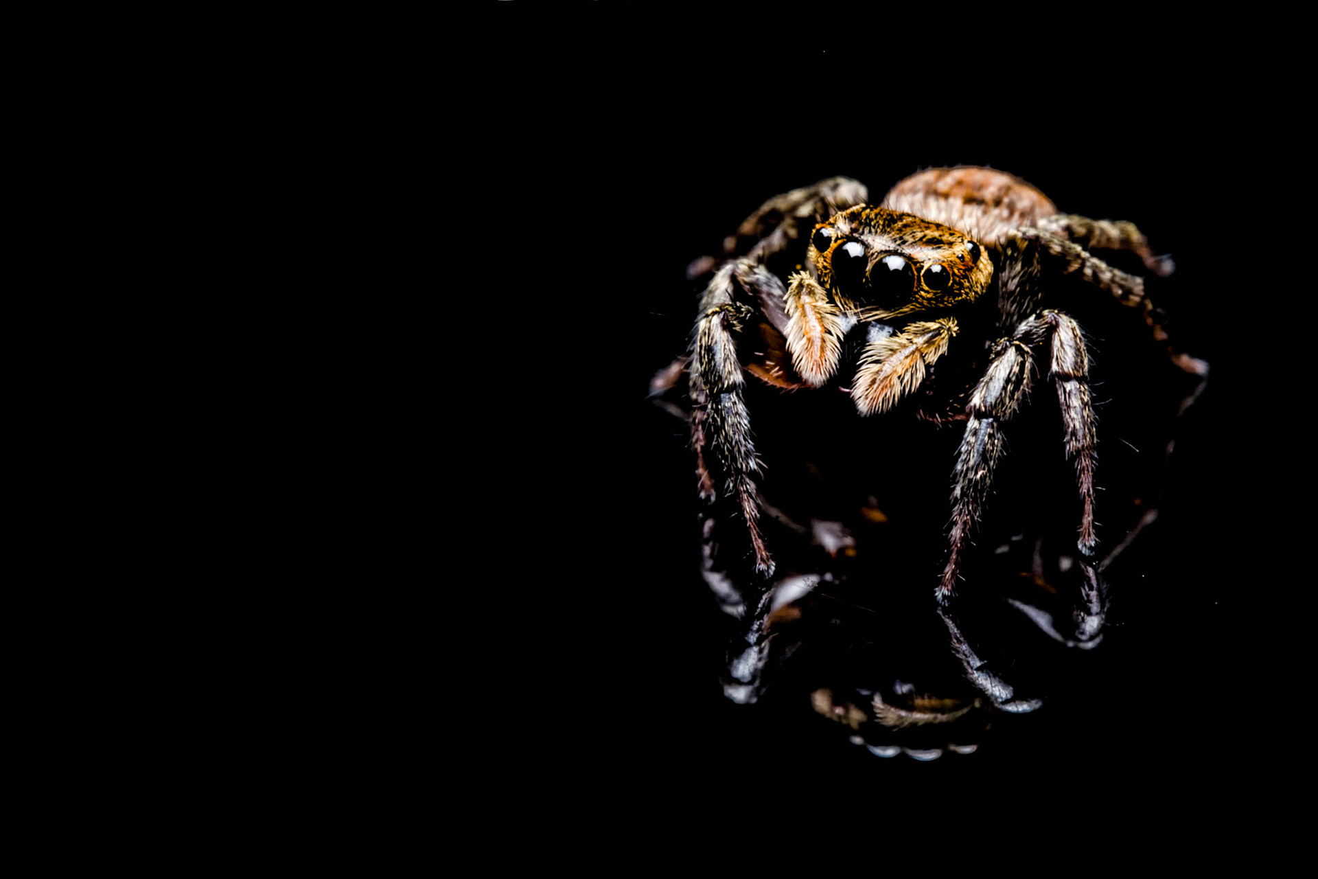 INDO JUMPER | Jumping Spider | Bali, Indonesia