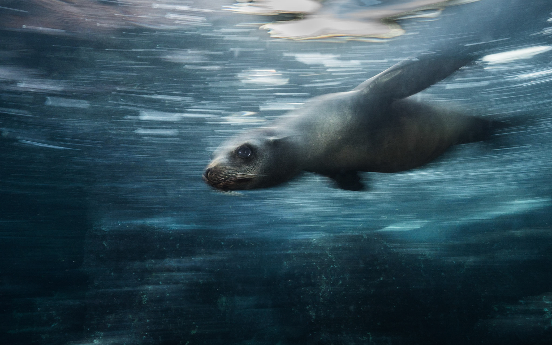 HYPERSPACE | Sea Lion | Los Islotes, Sea of Cortez, Mexico