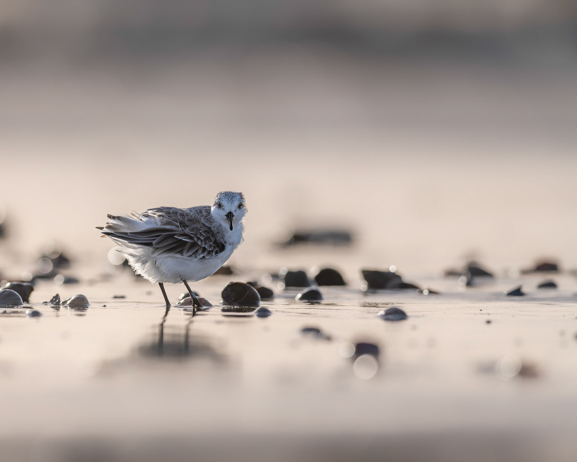 RUFFLED | Sanderling | West Sussex, England, UK