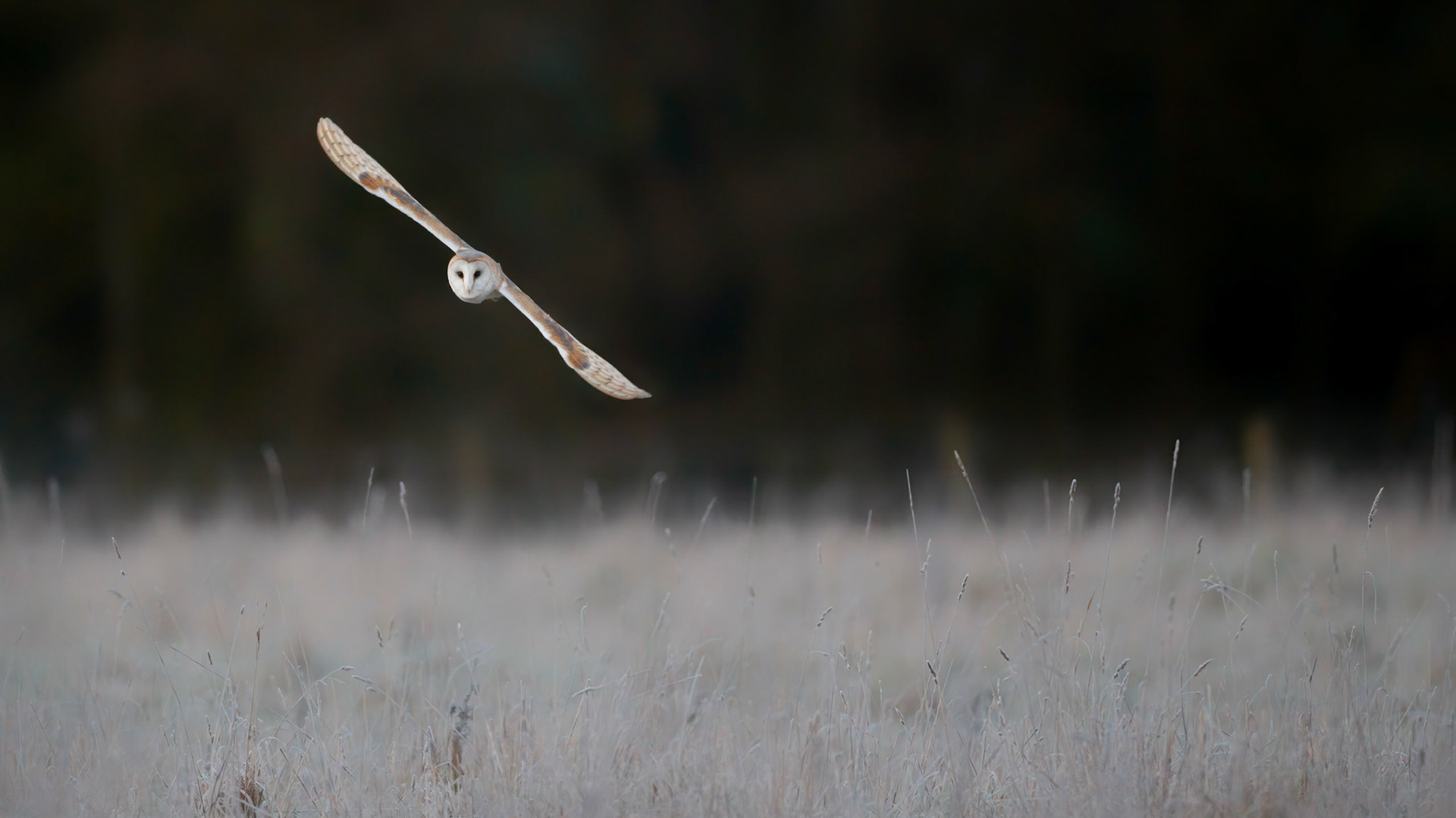 QUARTERING | Barn Owl | West Sussex, England, UK