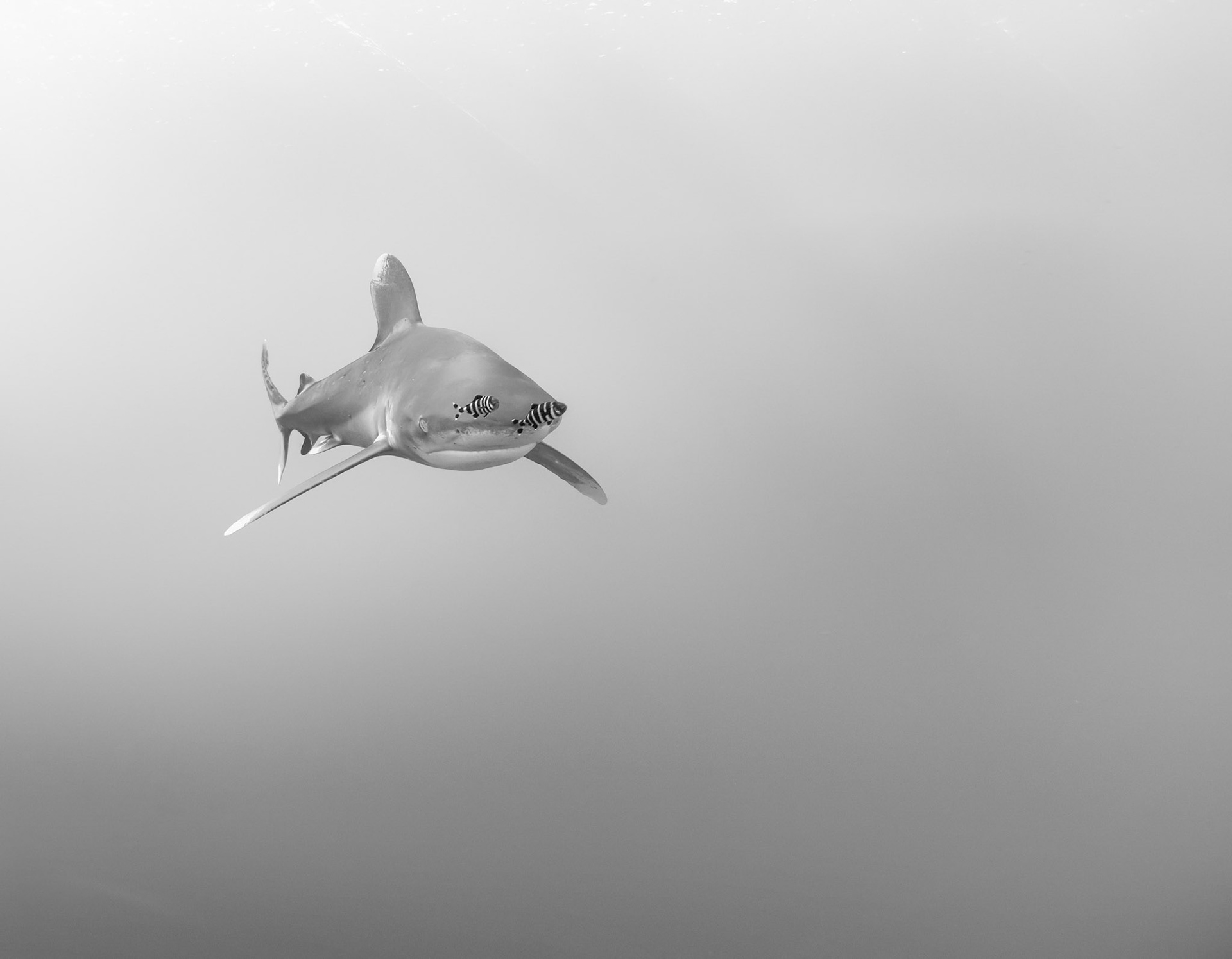 TWIN PILOT | Oceanic Whitetip Shark | Red Sea, Egypt
