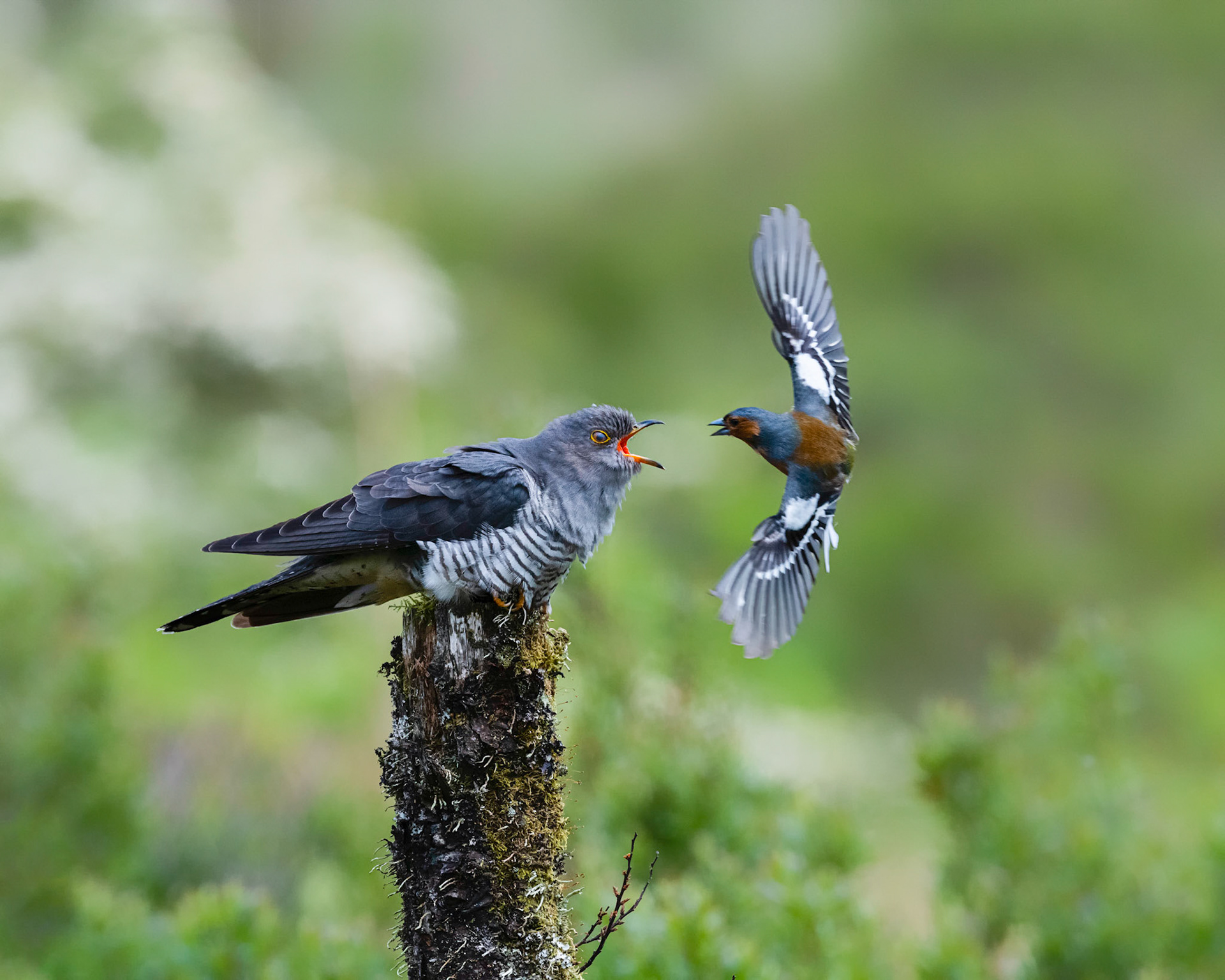 ATTACK I | Cuckoo | Chaffinch | Dumfries and Galloway, Scotland, UK