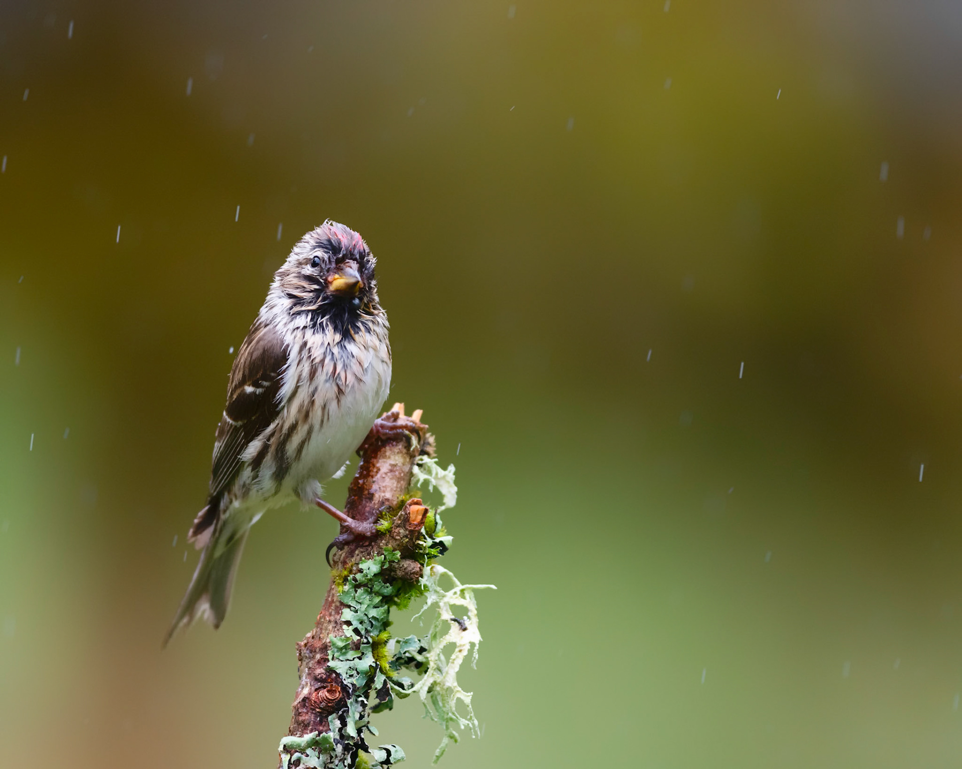 DRENCHED | Redpoll | Dumfries and Galloway, Scotland, UK