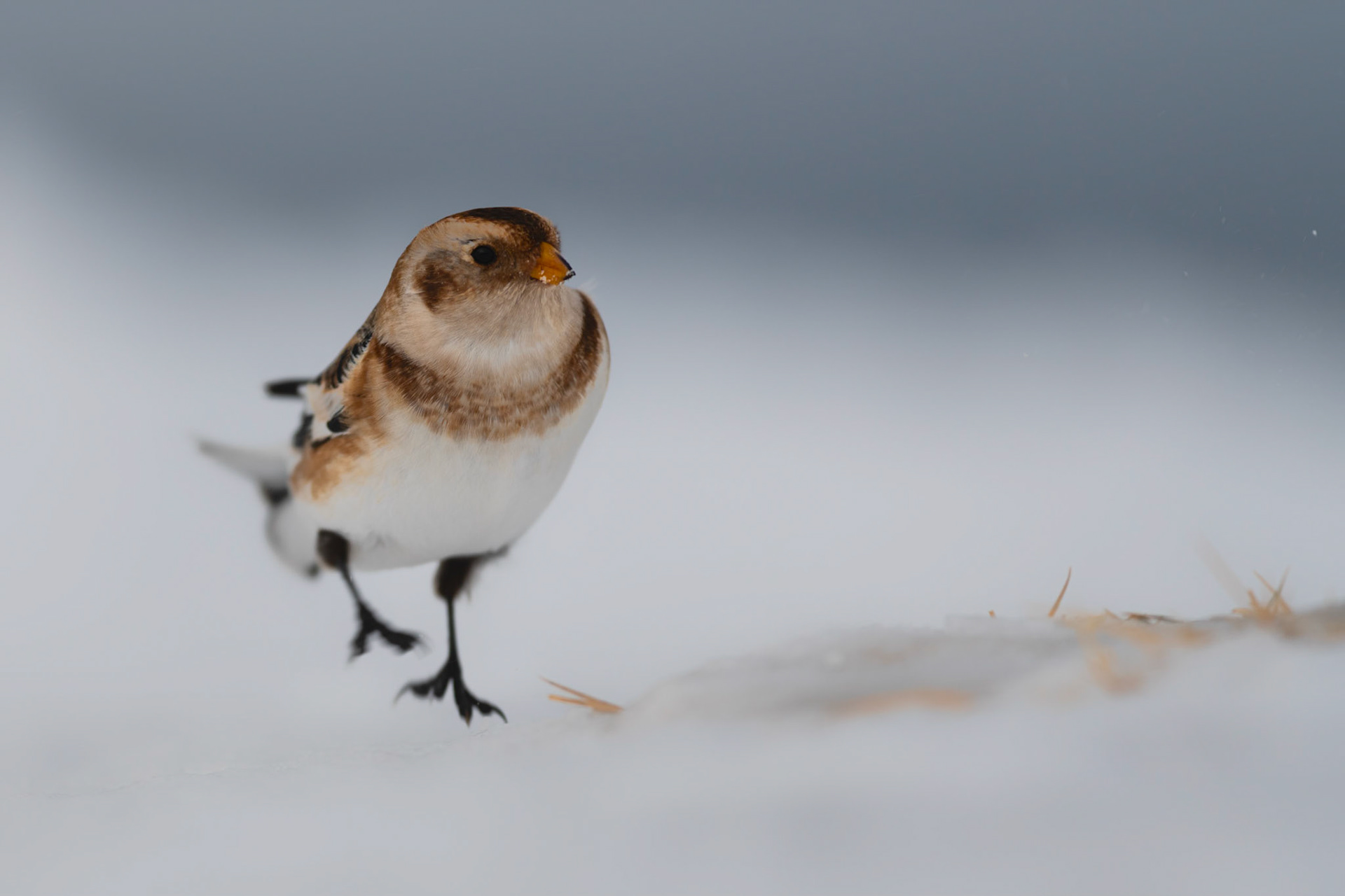 LETS DANCE | Snow Bunting | Cairngorms, Scotland, UK