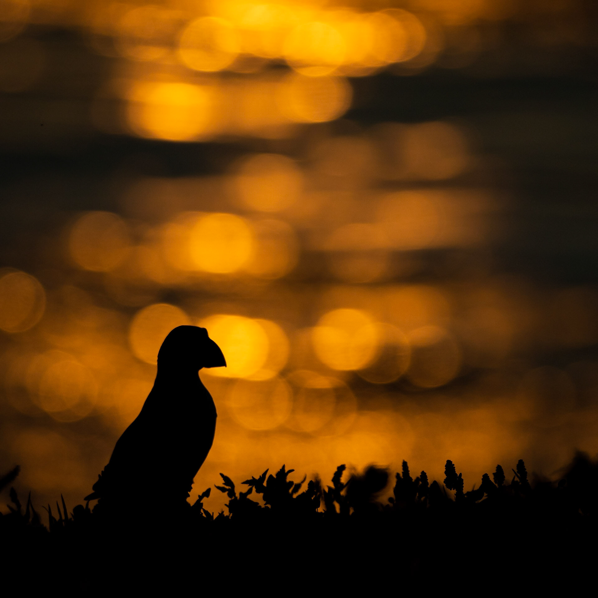 SUNDOWN | Puffin | Skomer, Wales, UK