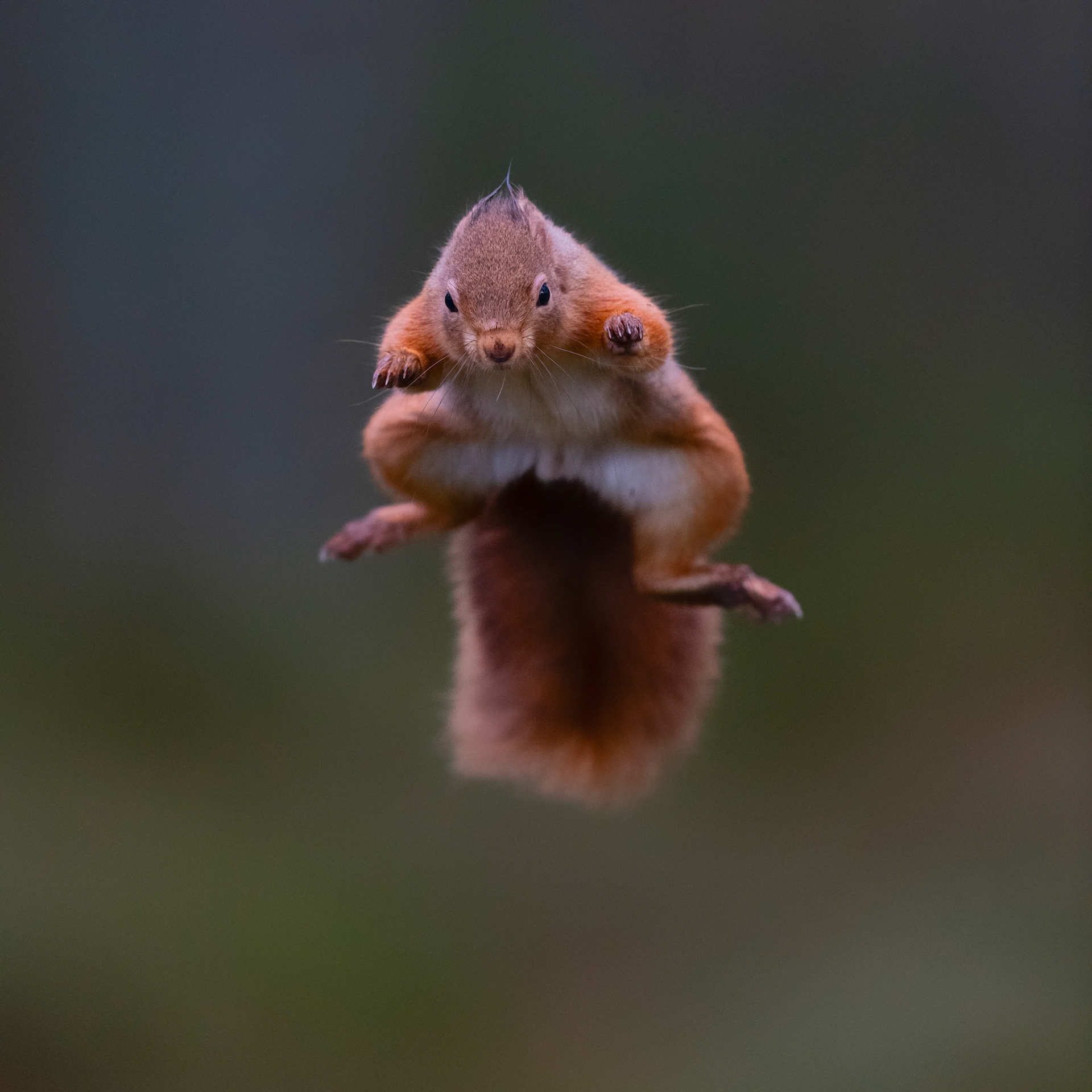 JUMP JUMP | Red Squirrel | Scotland, UK