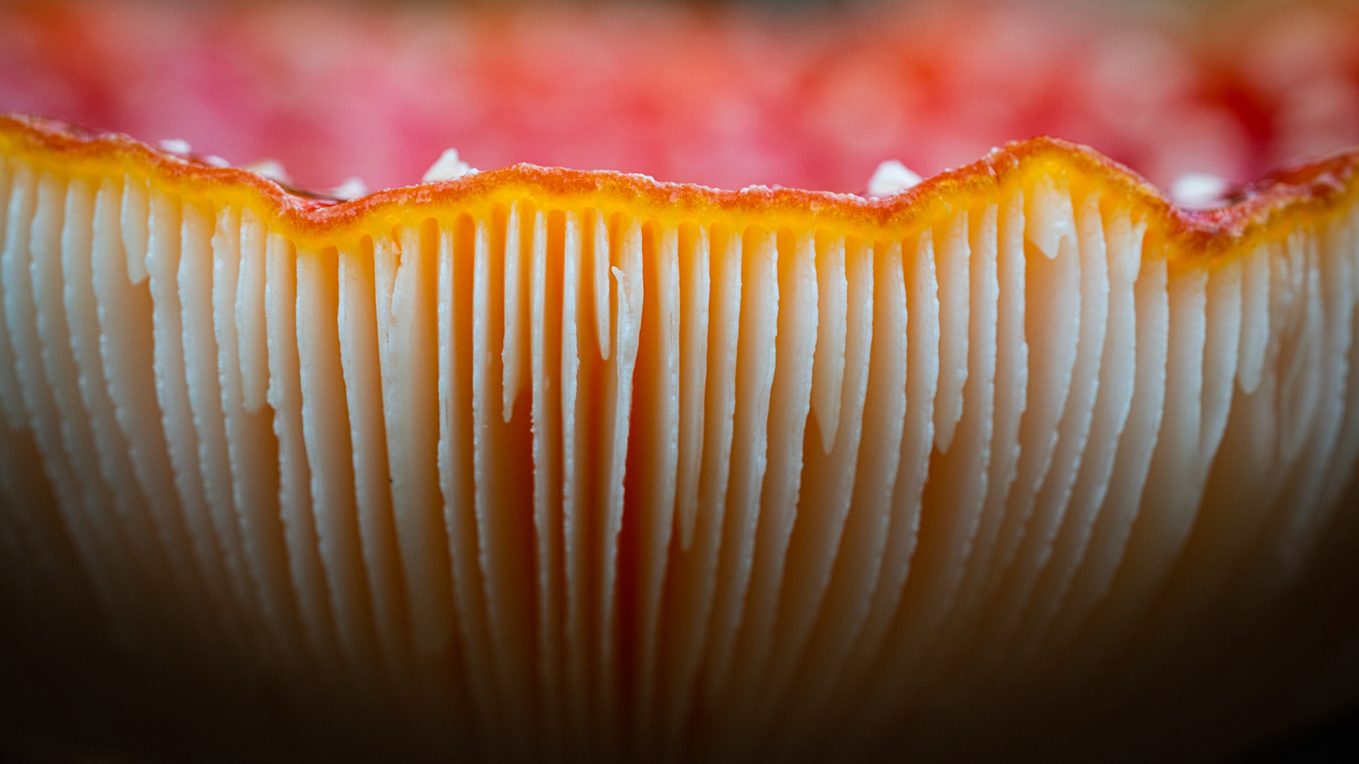 GILLS | Fungi | Pulborough Brooks, West Sussex, England, UK