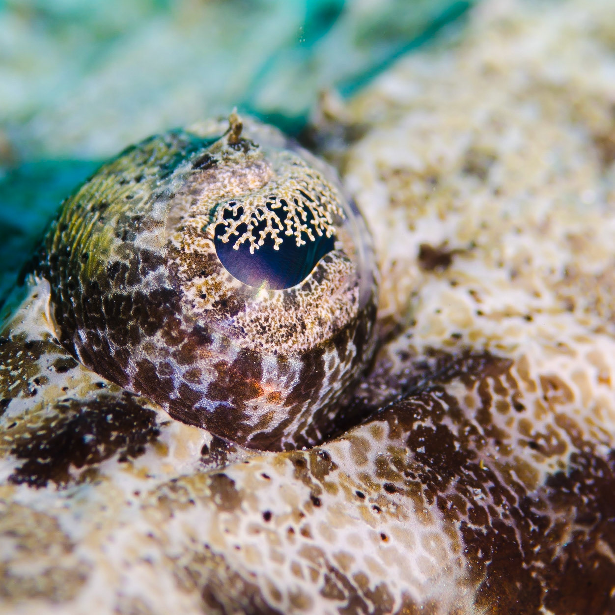 EYE | Crocodile Fish | Red Sea, Egypt