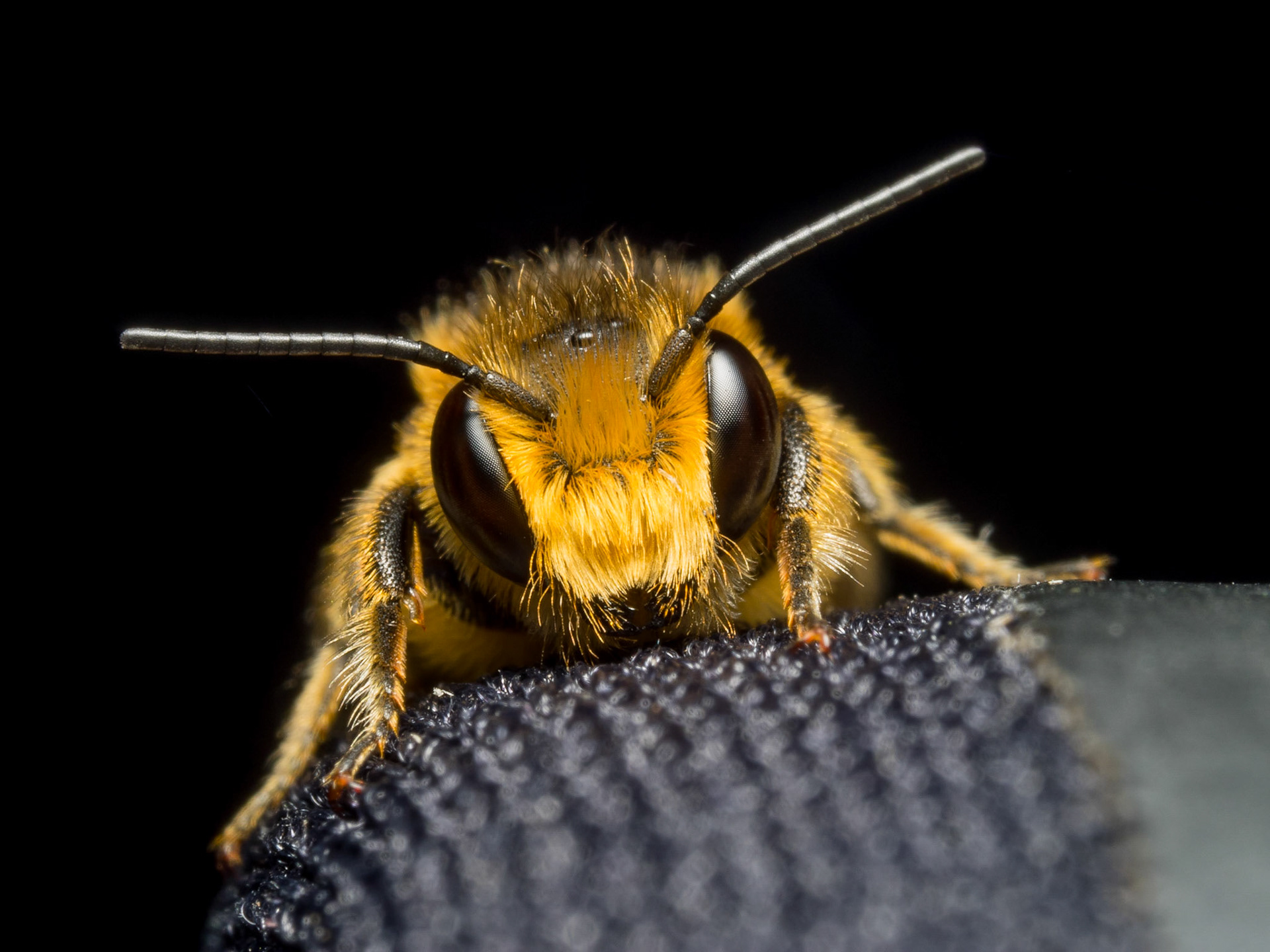 SLEEPING | Bee | West Sussex, England, UK