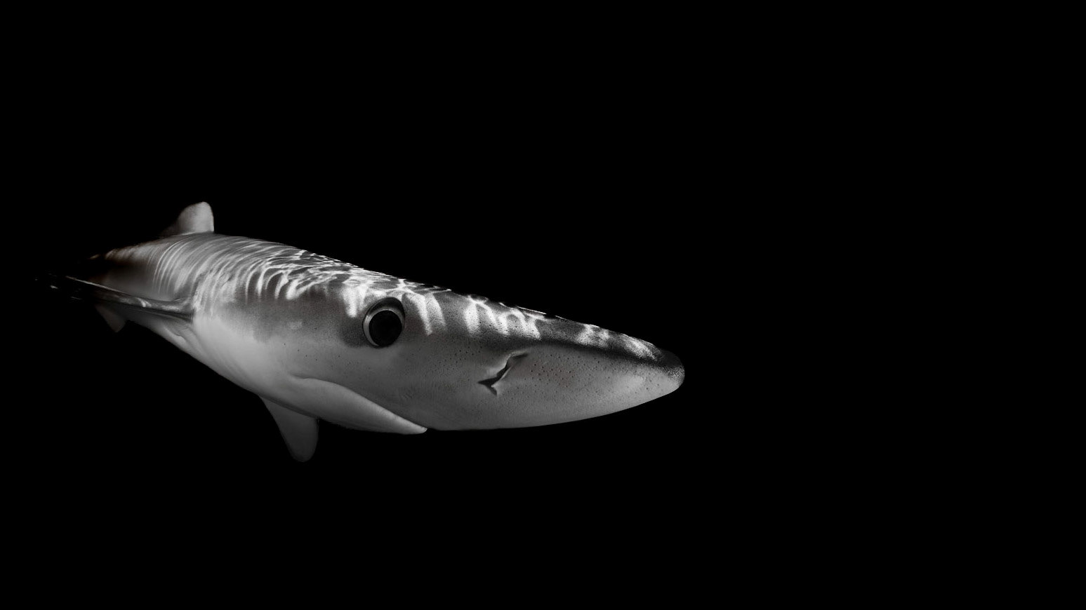 NOSEY | Blue Shark | Cornwall, England, UK