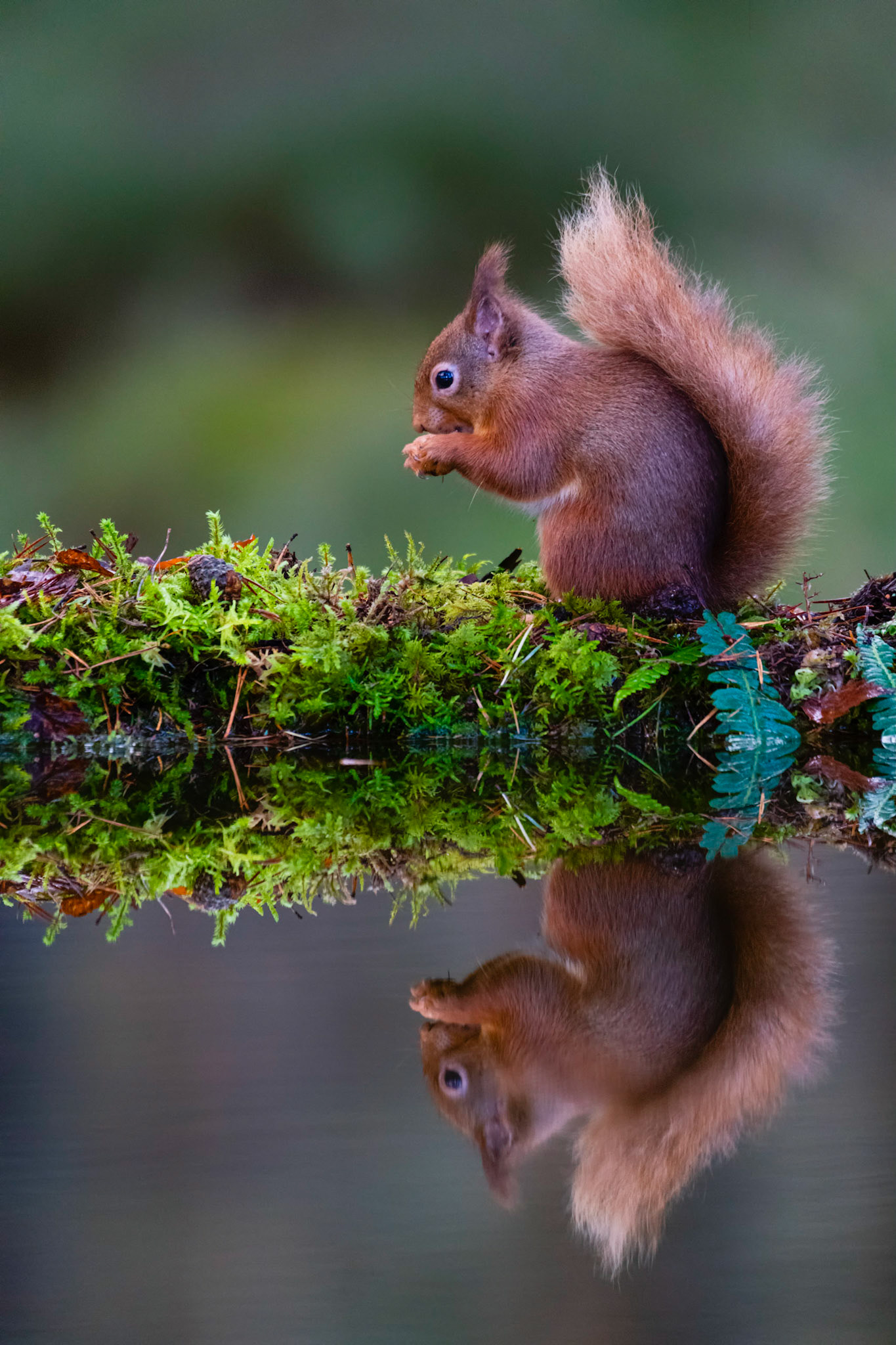 REFLECT | Red Squirrel | Scotland, UK