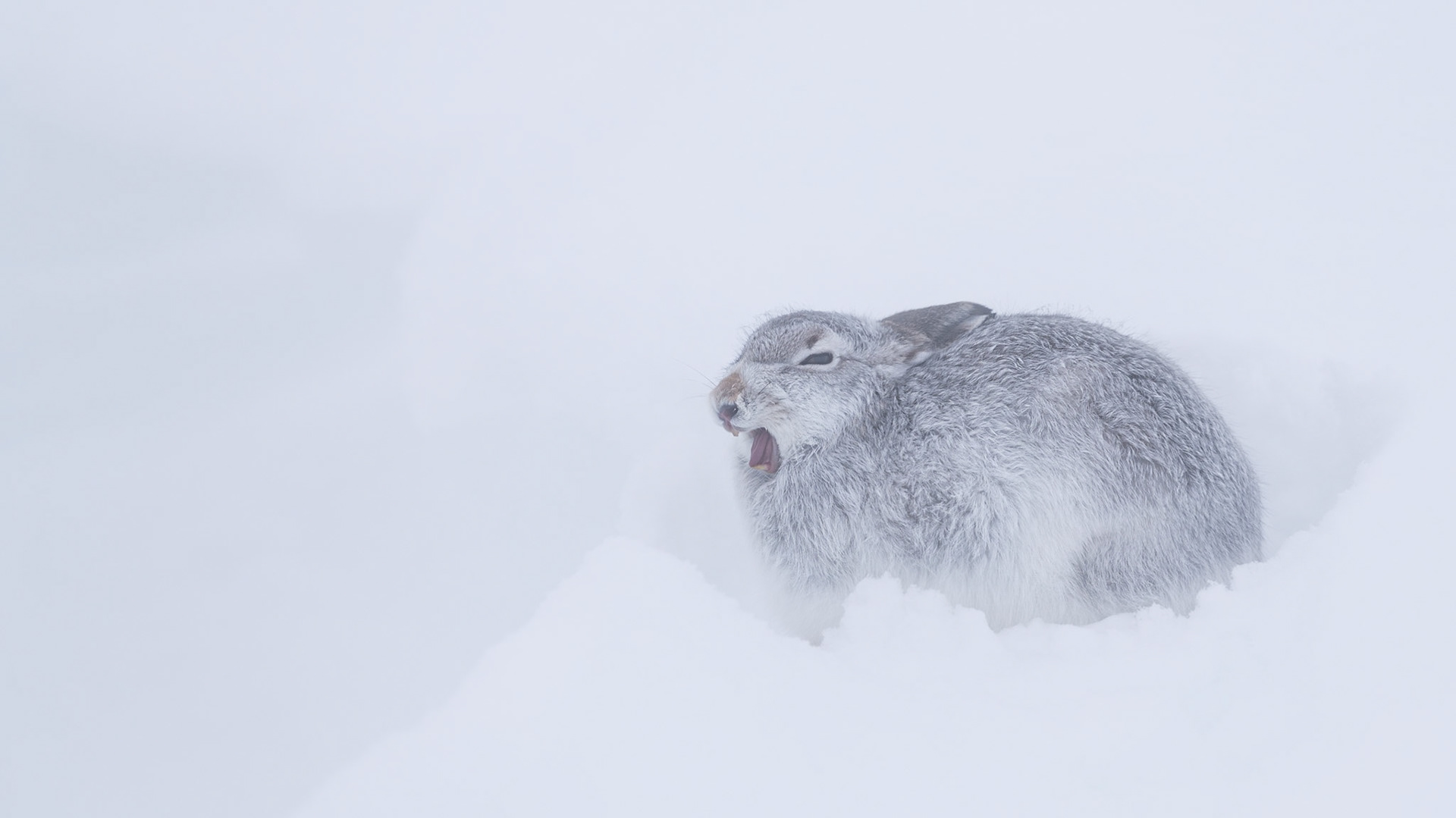 YAWN | Mountain Hare | Scotland, UK