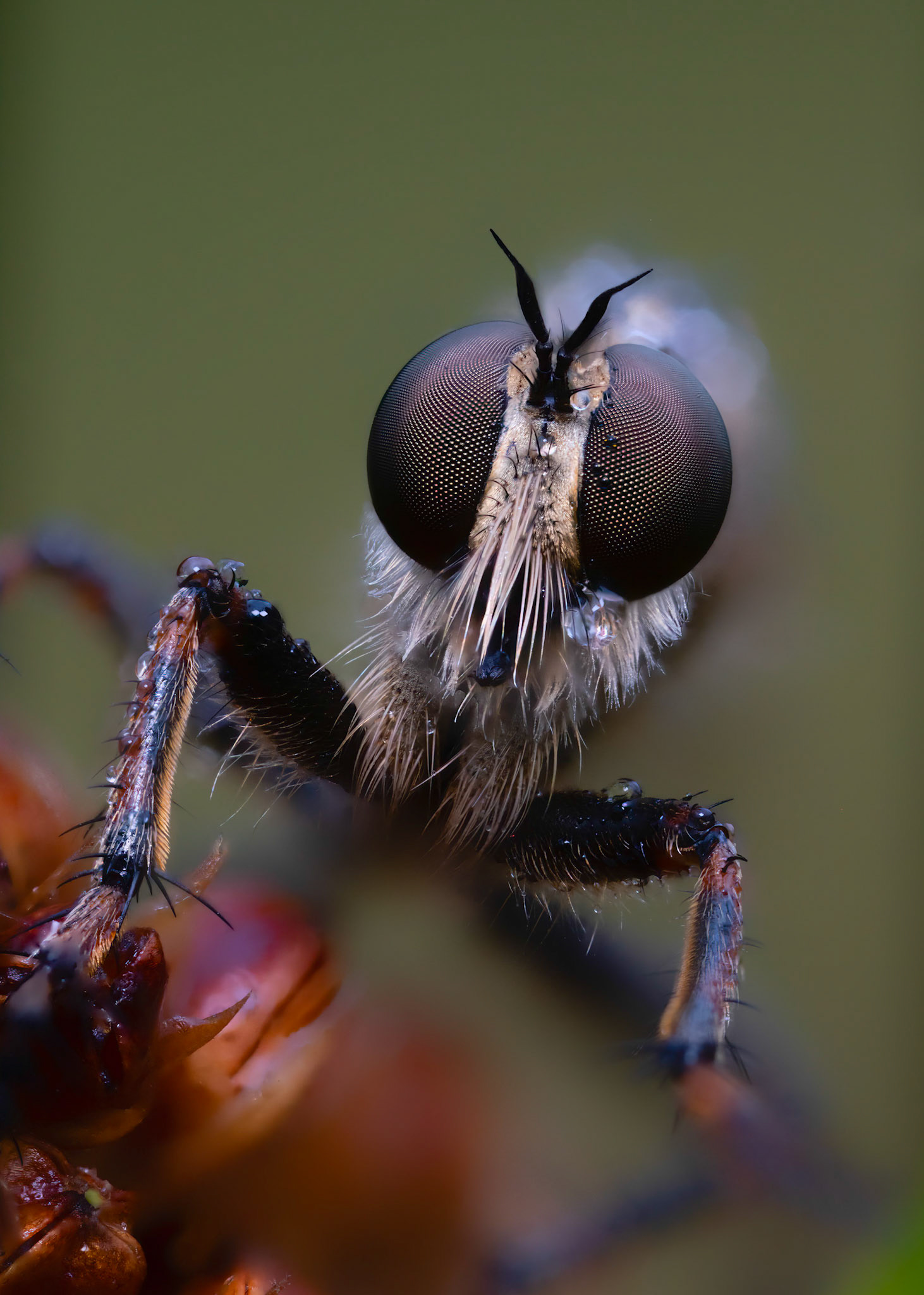 THE ASSASSIN II | Robberfly | West Sussex, England, UK