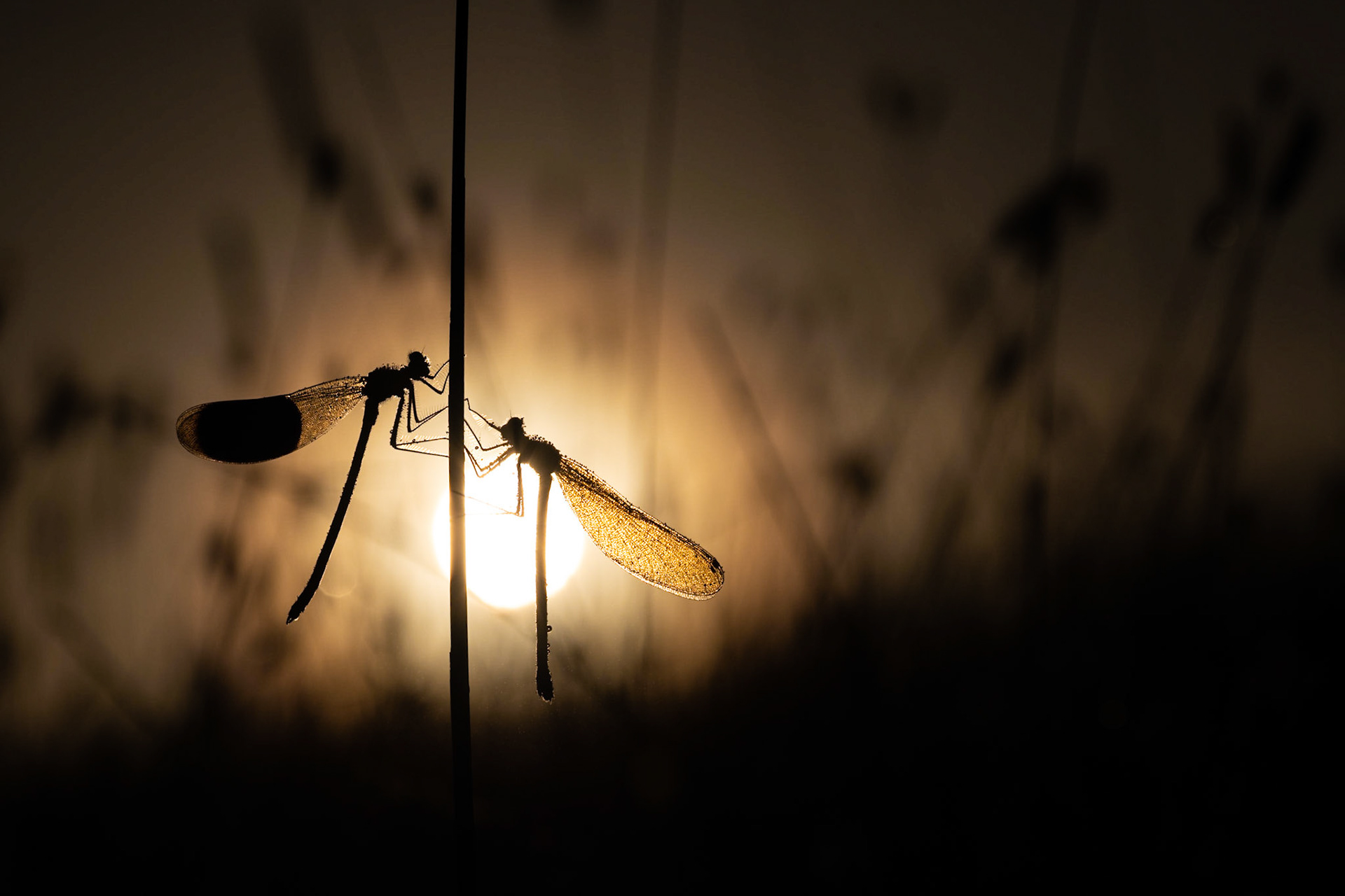 ROMANCE | Banded Demoiselle | West Sussex, England, UK