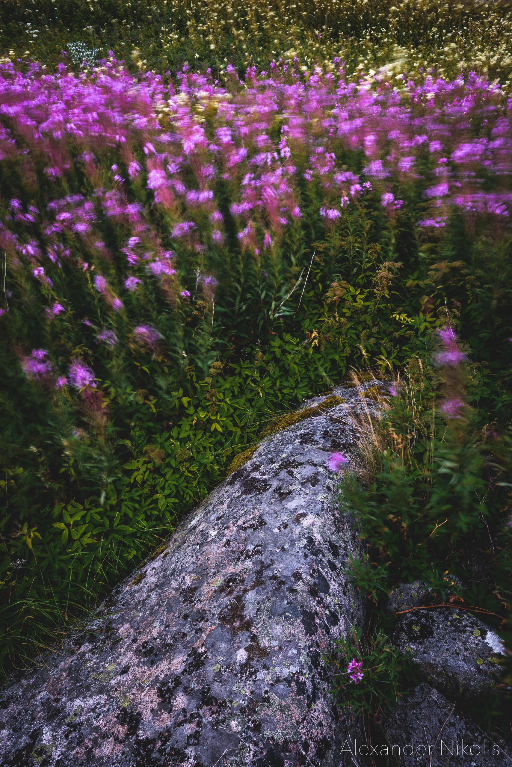 The purple shore