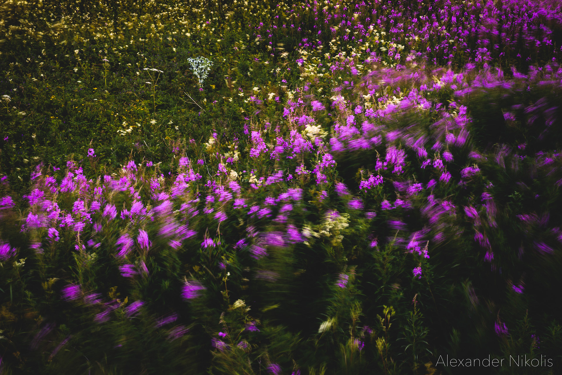 The purple sea