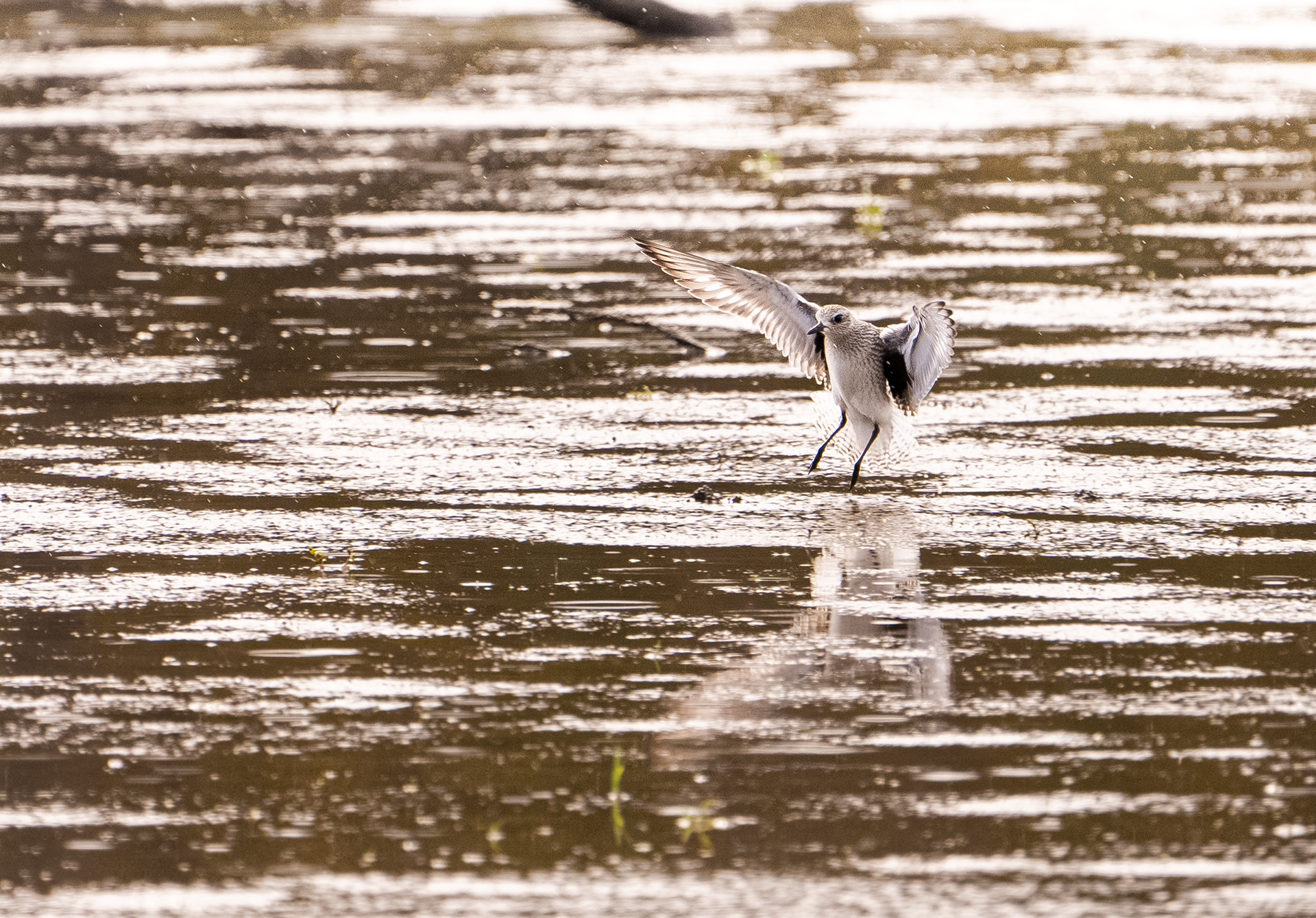 Back bellied plover in nonbreeding plumage