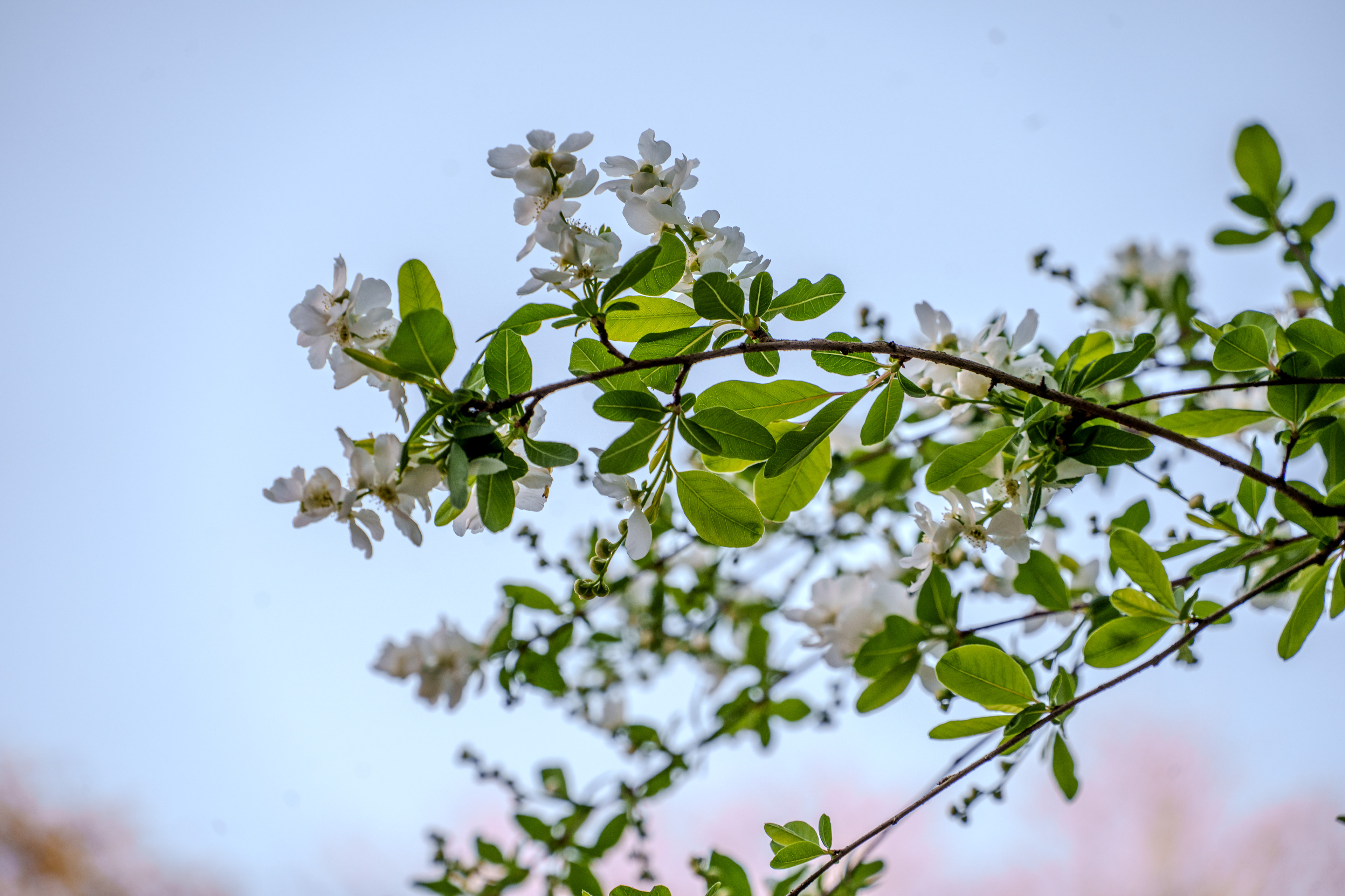 Printemps