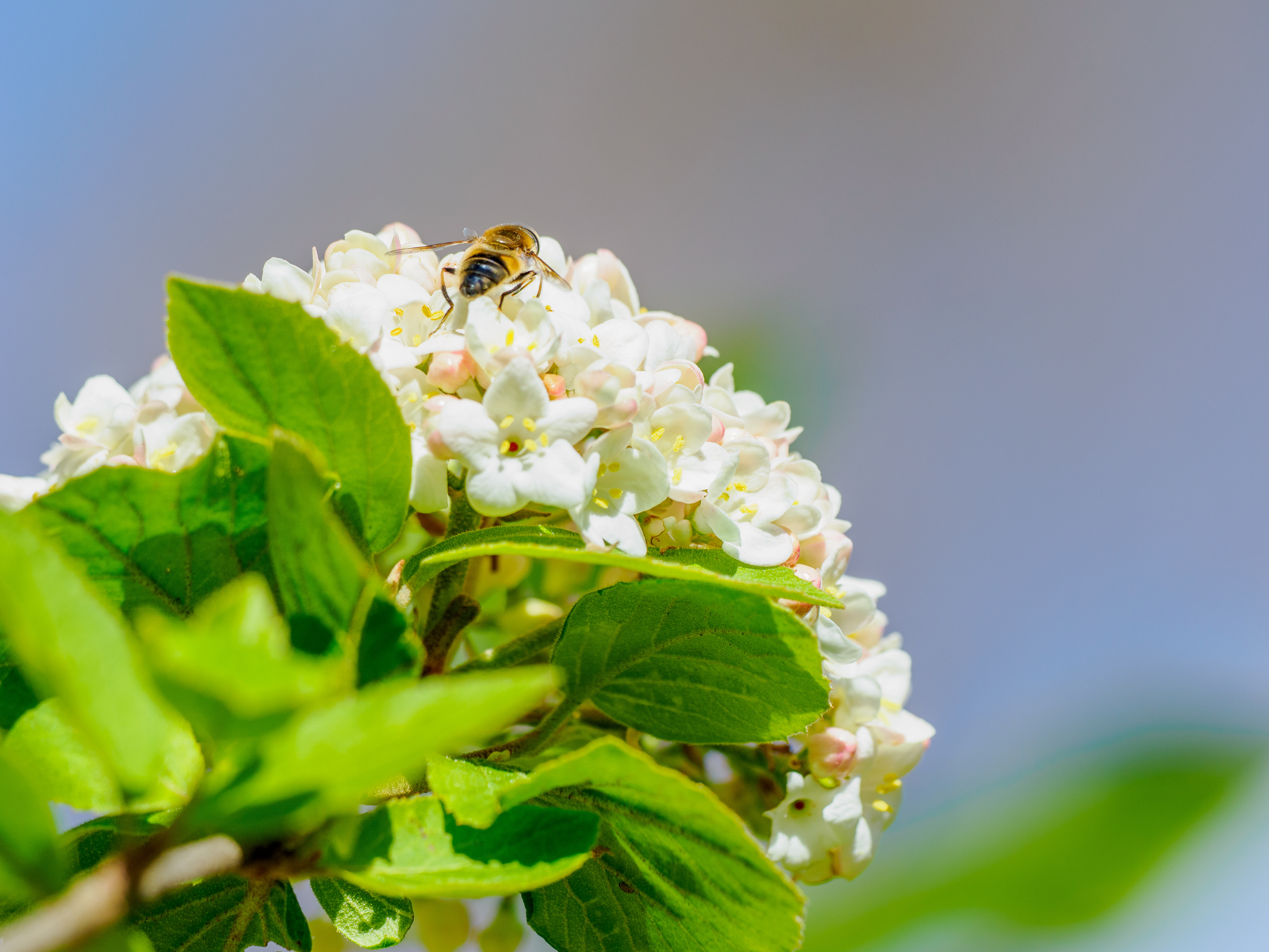 le printemps arrive