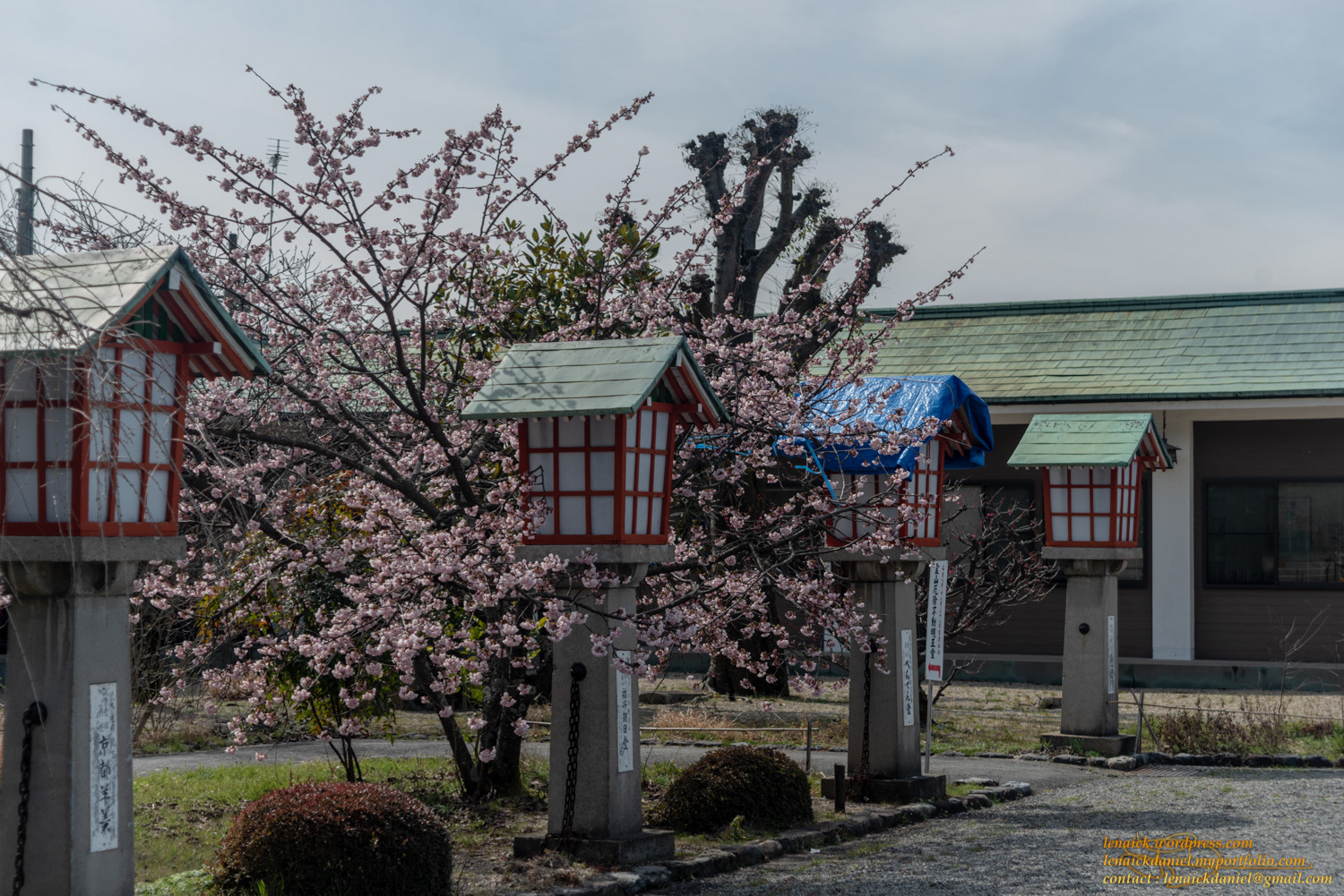 Premières fleurs de cerisiers, au Ryozen Kannon