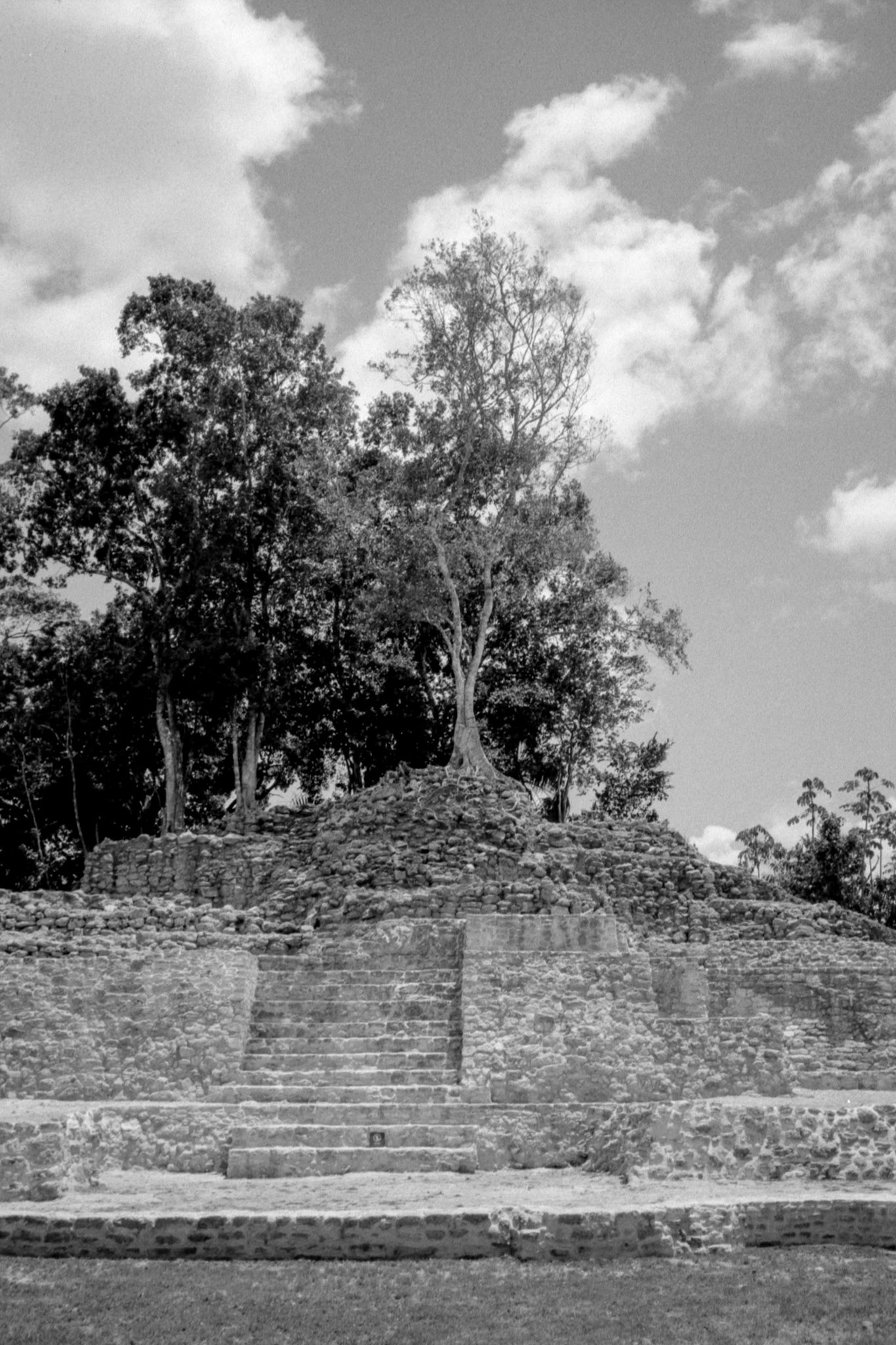 je suis toujours amoureux des arbres sur les vieilles pierres ...