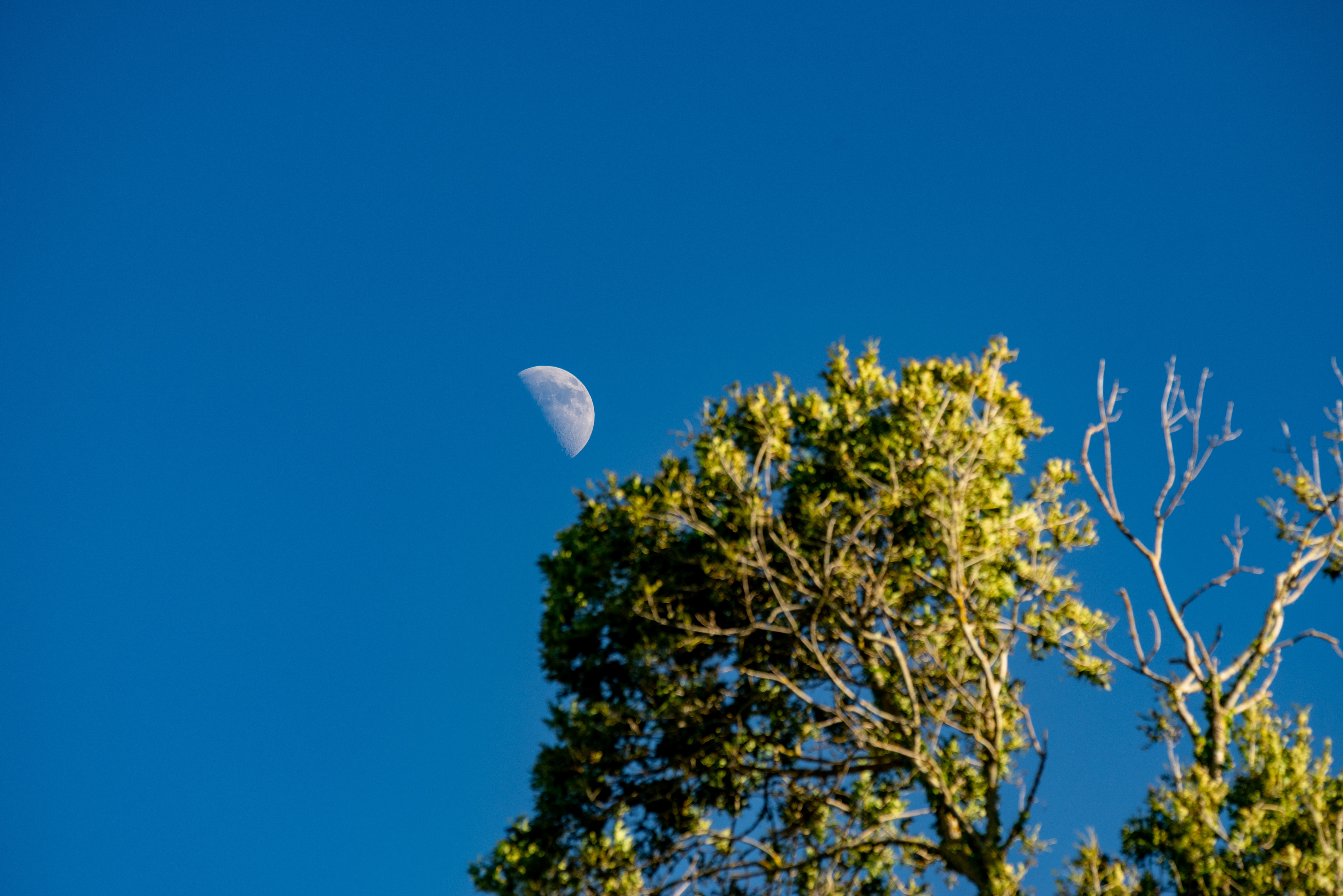 demie lune