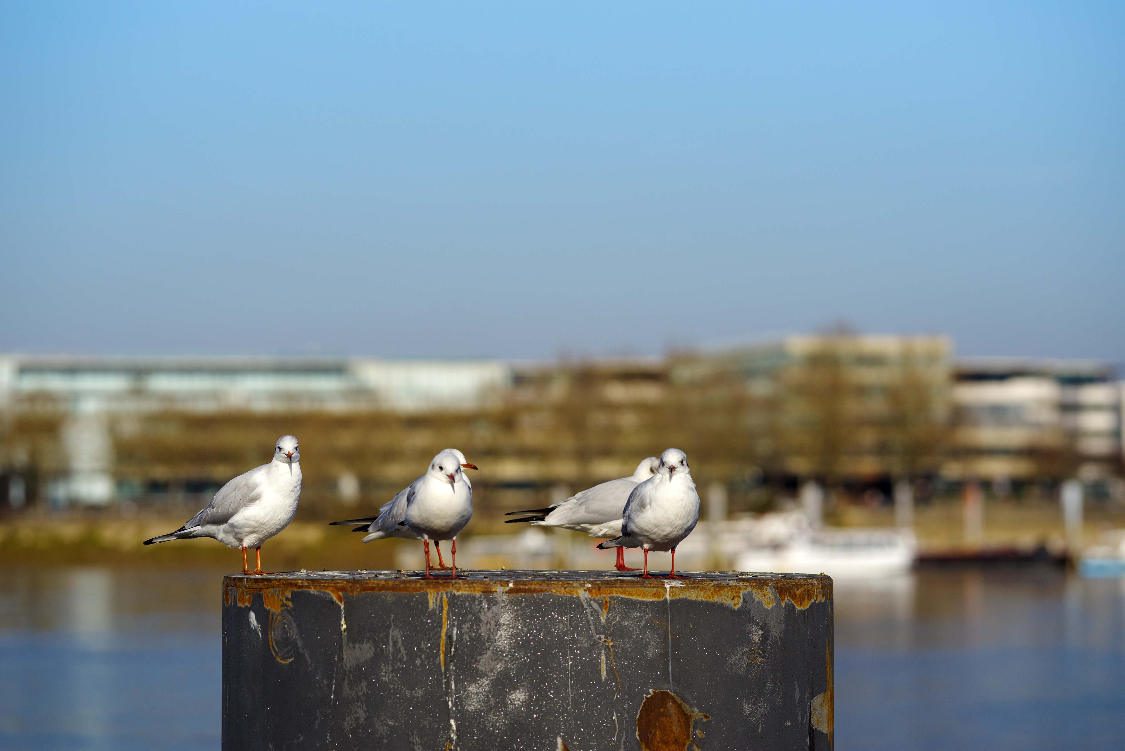 mouettes sur la Gironde à Bordeaux